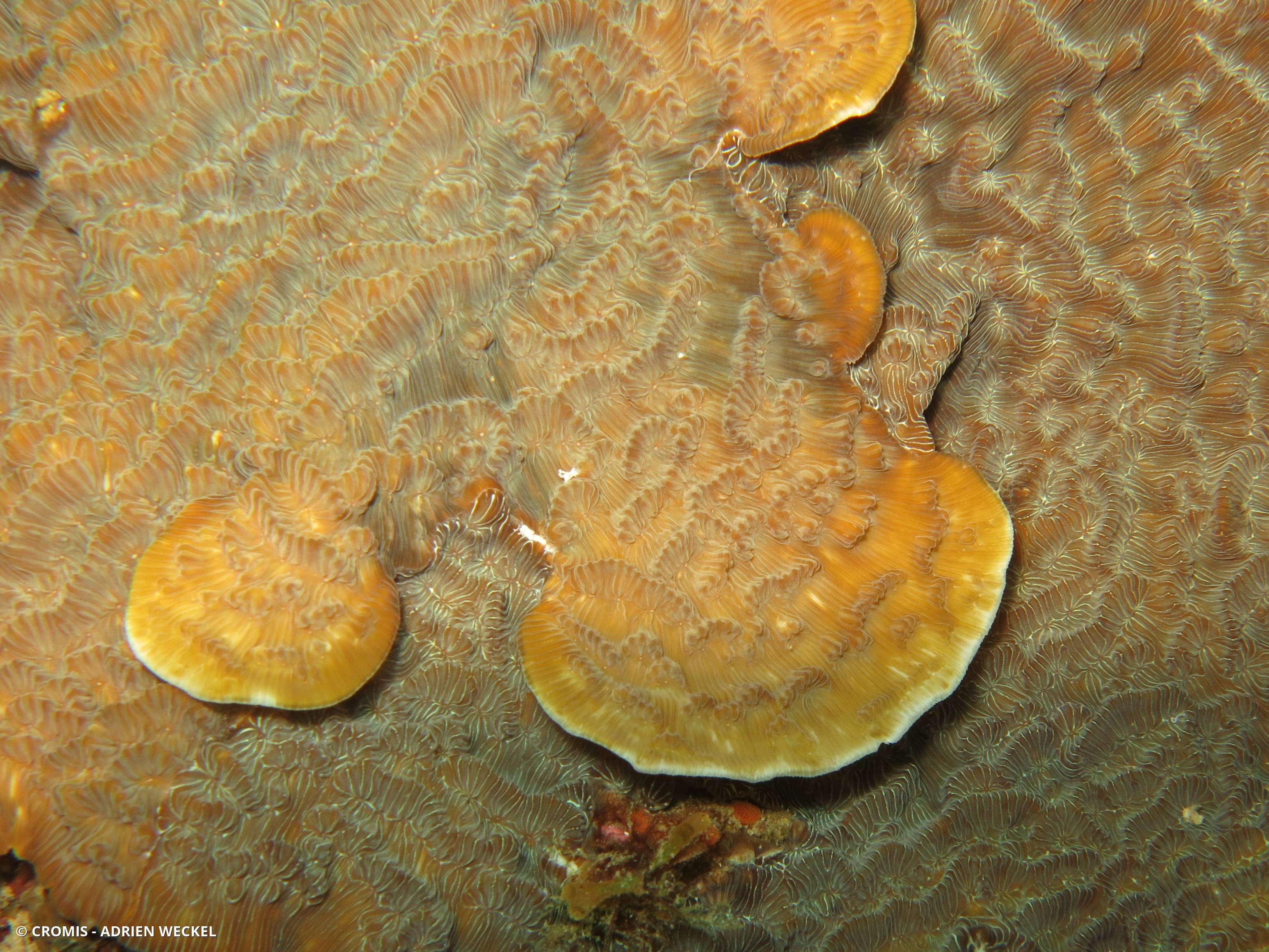 Corail laitue