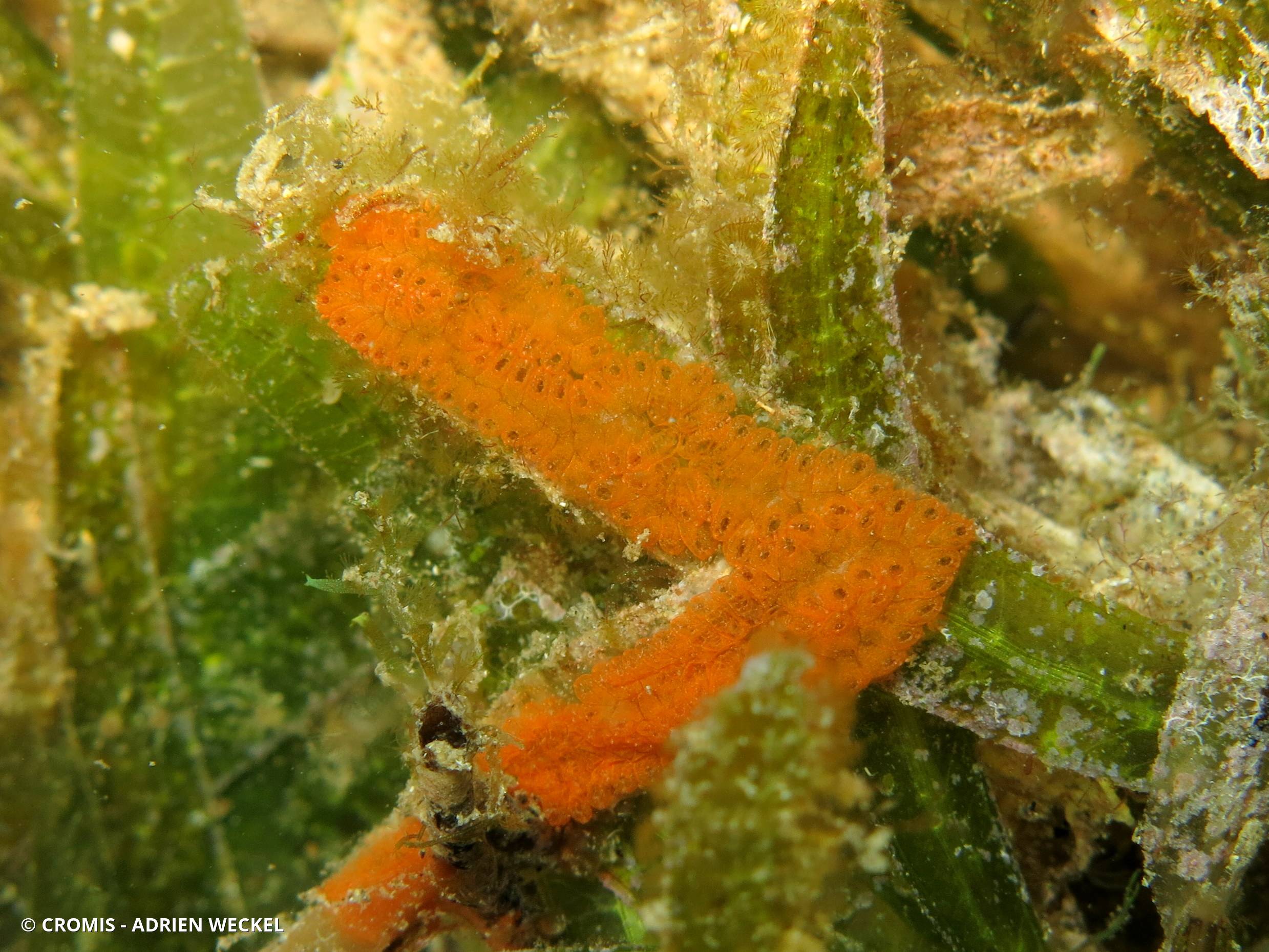 Botrylloides fer à cheval orange