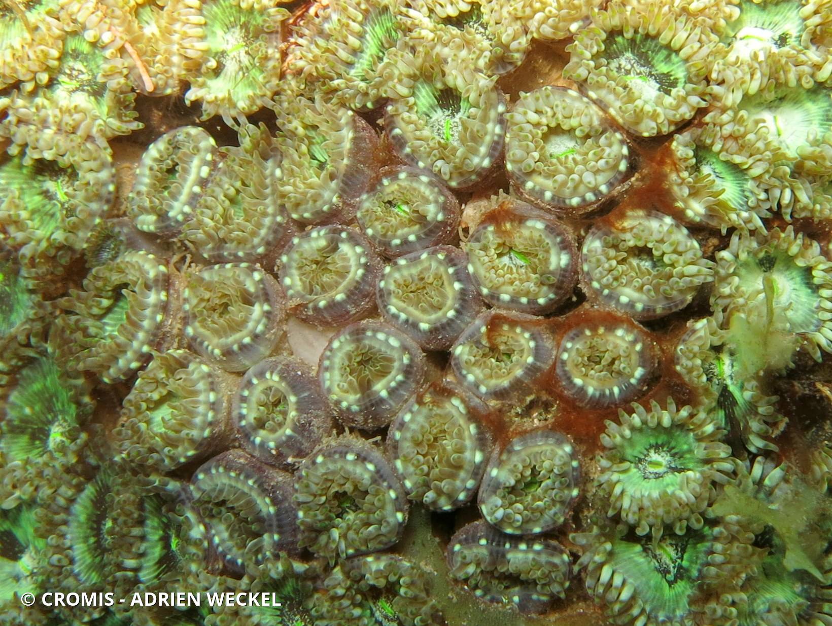 Zoanthaire caraïbe à cœur vert