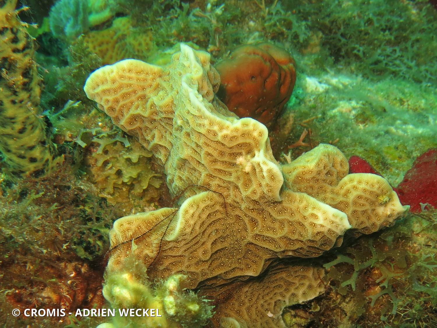 Corail laitue