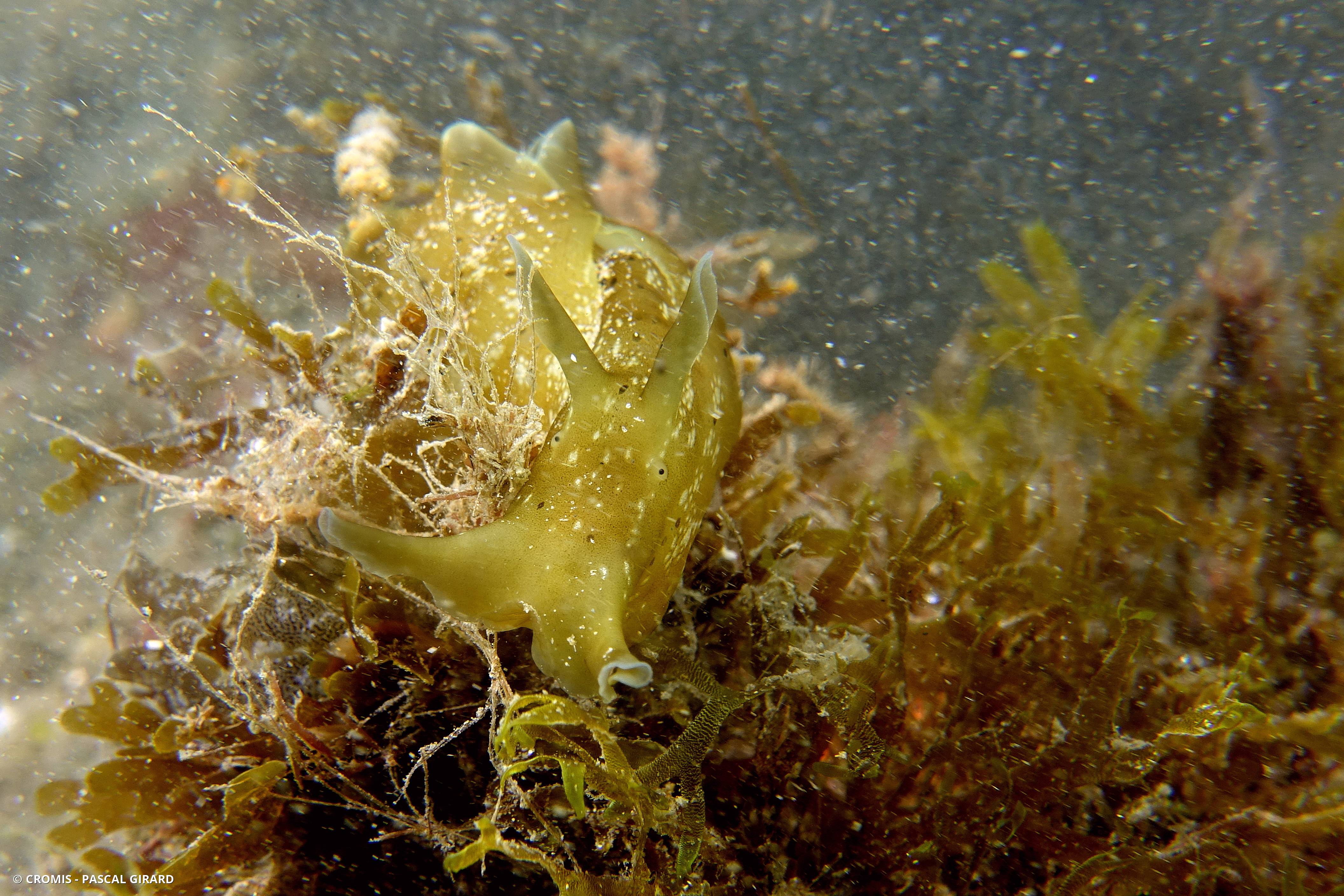 Lièvre de mer moucheté