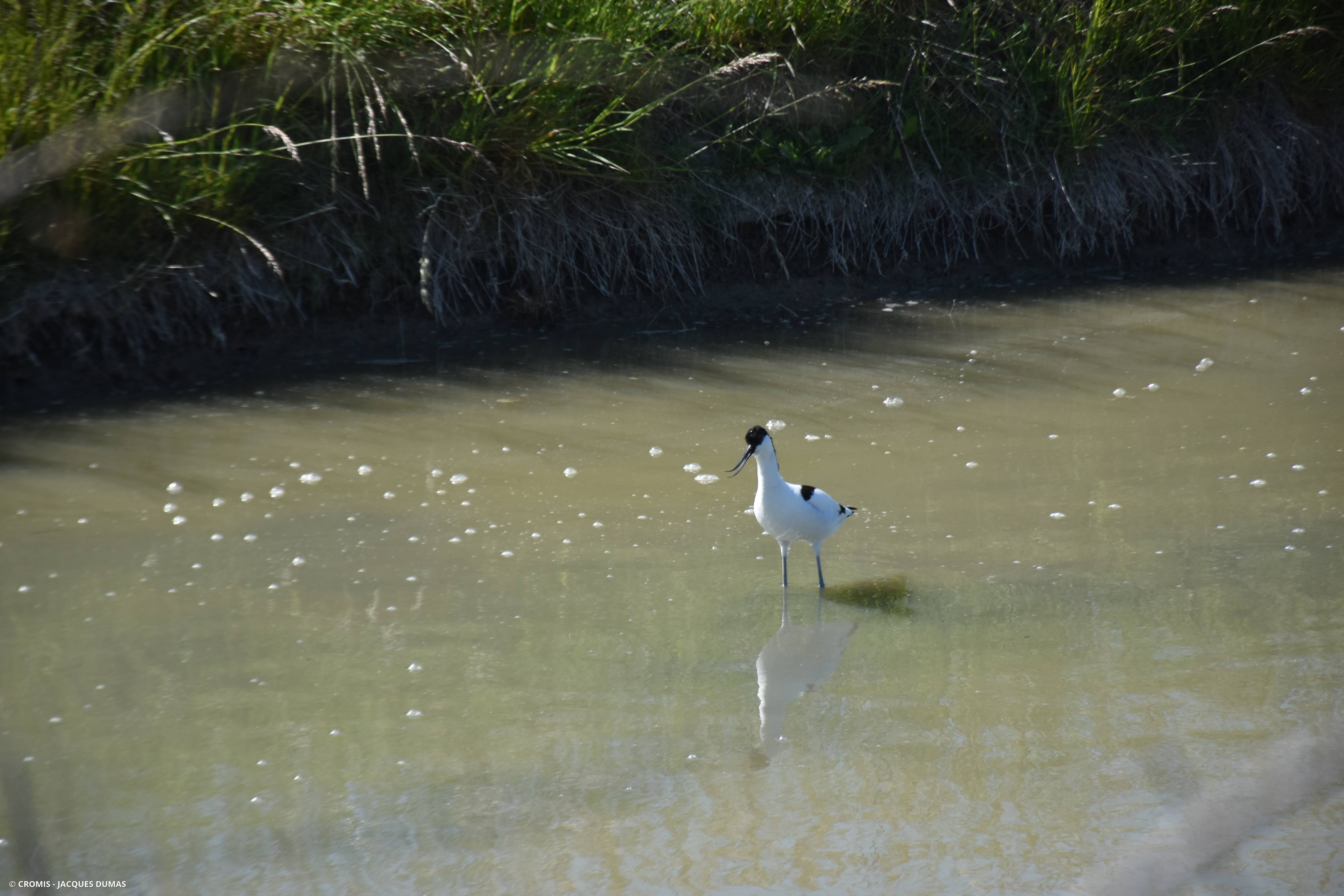 Avocette élégante