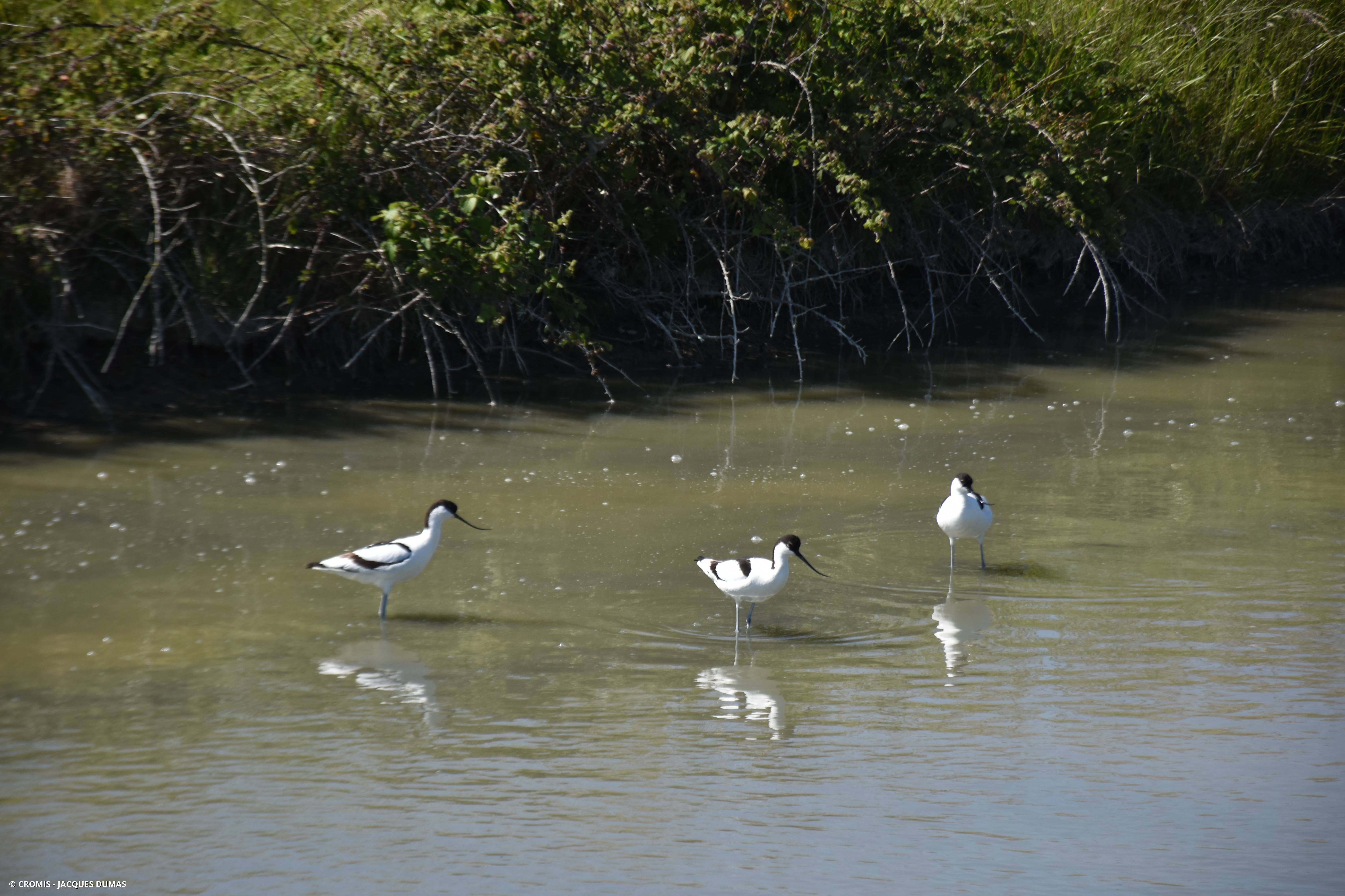 Avocette élégante