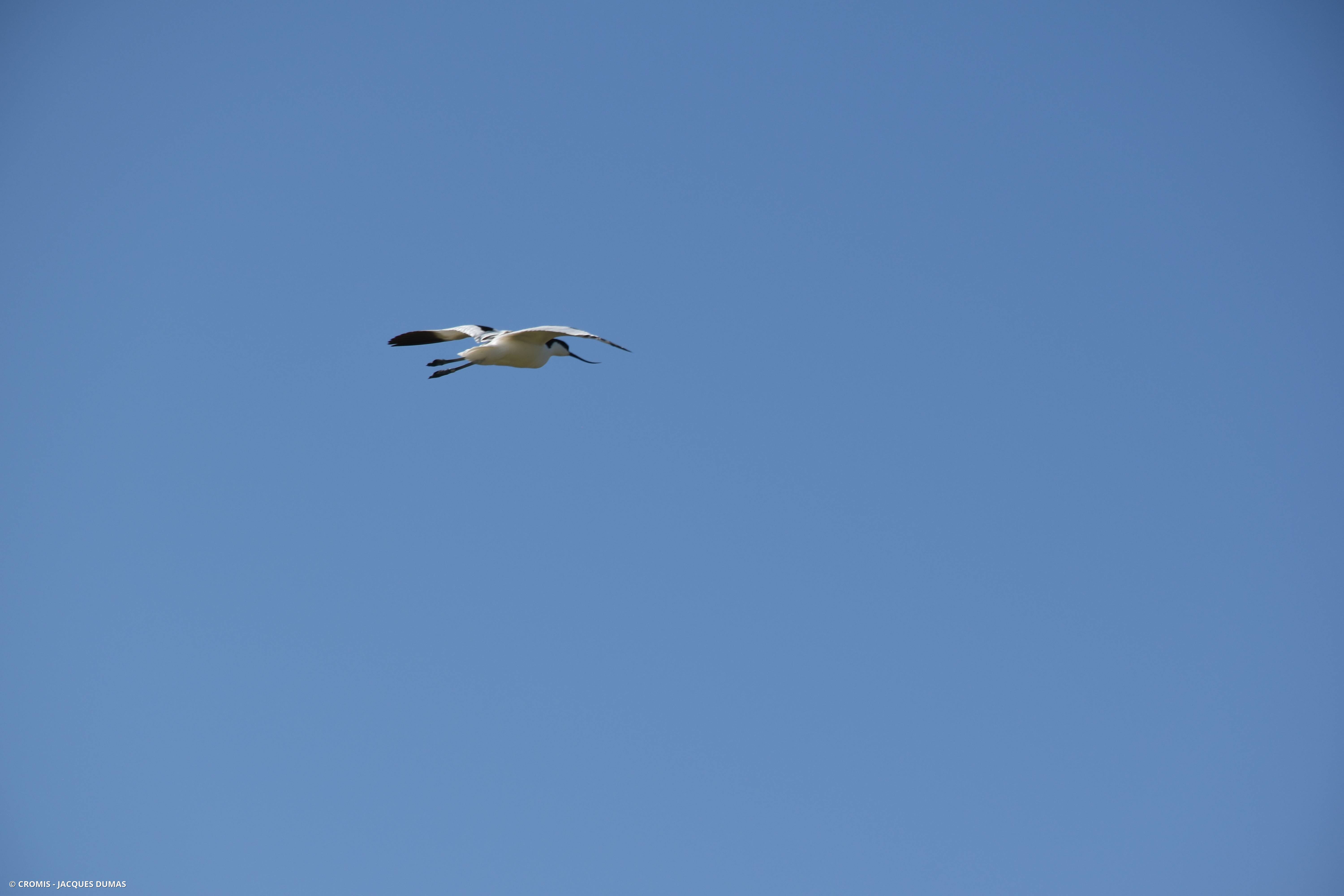 Avocette élégante