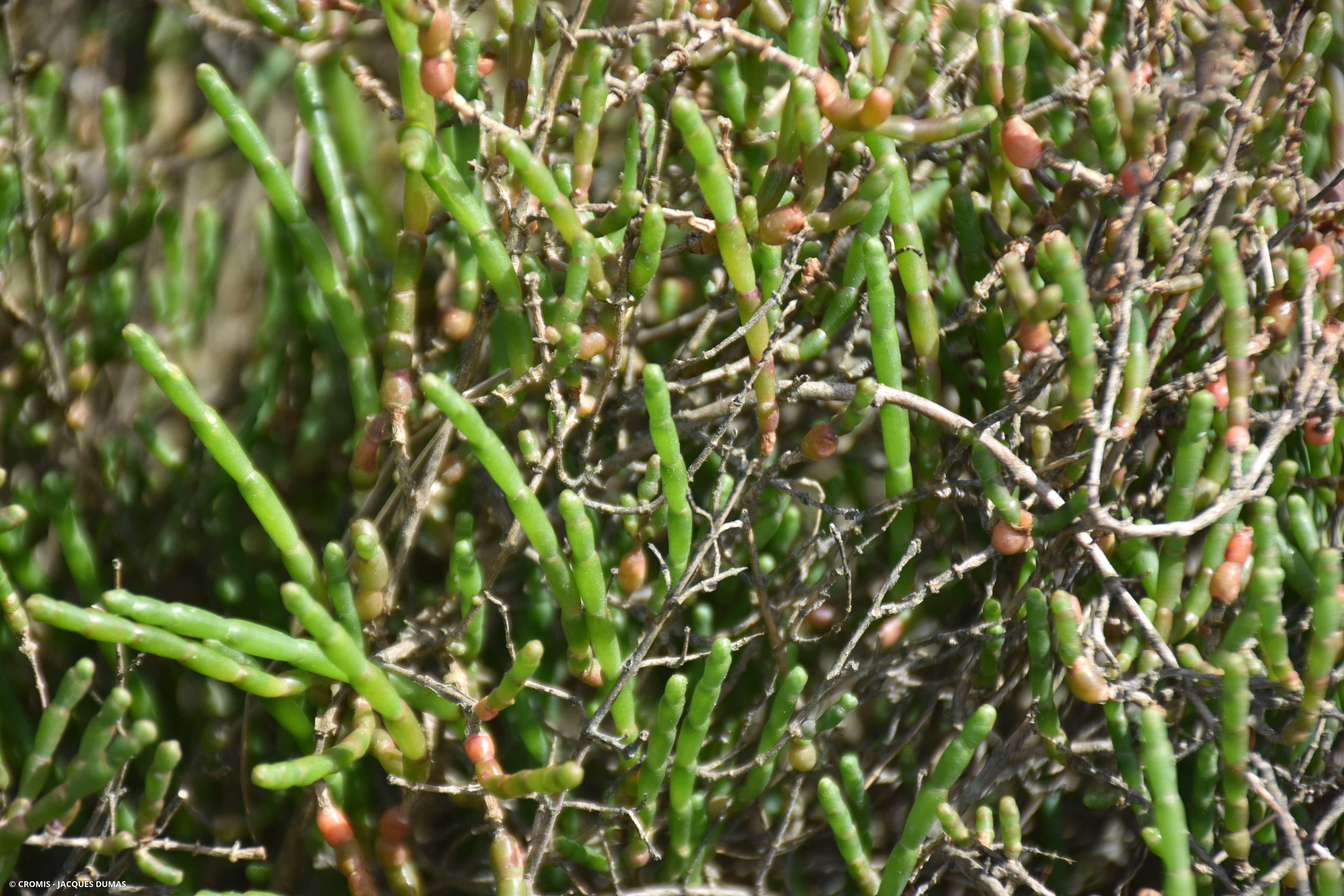 Salicorne en buisson