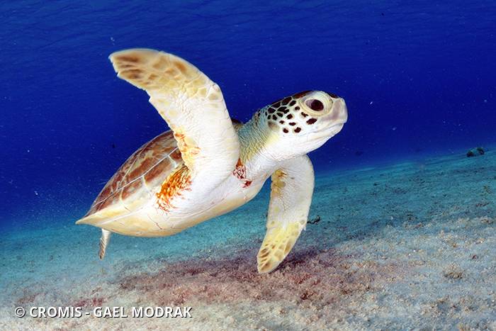 Tortue verte