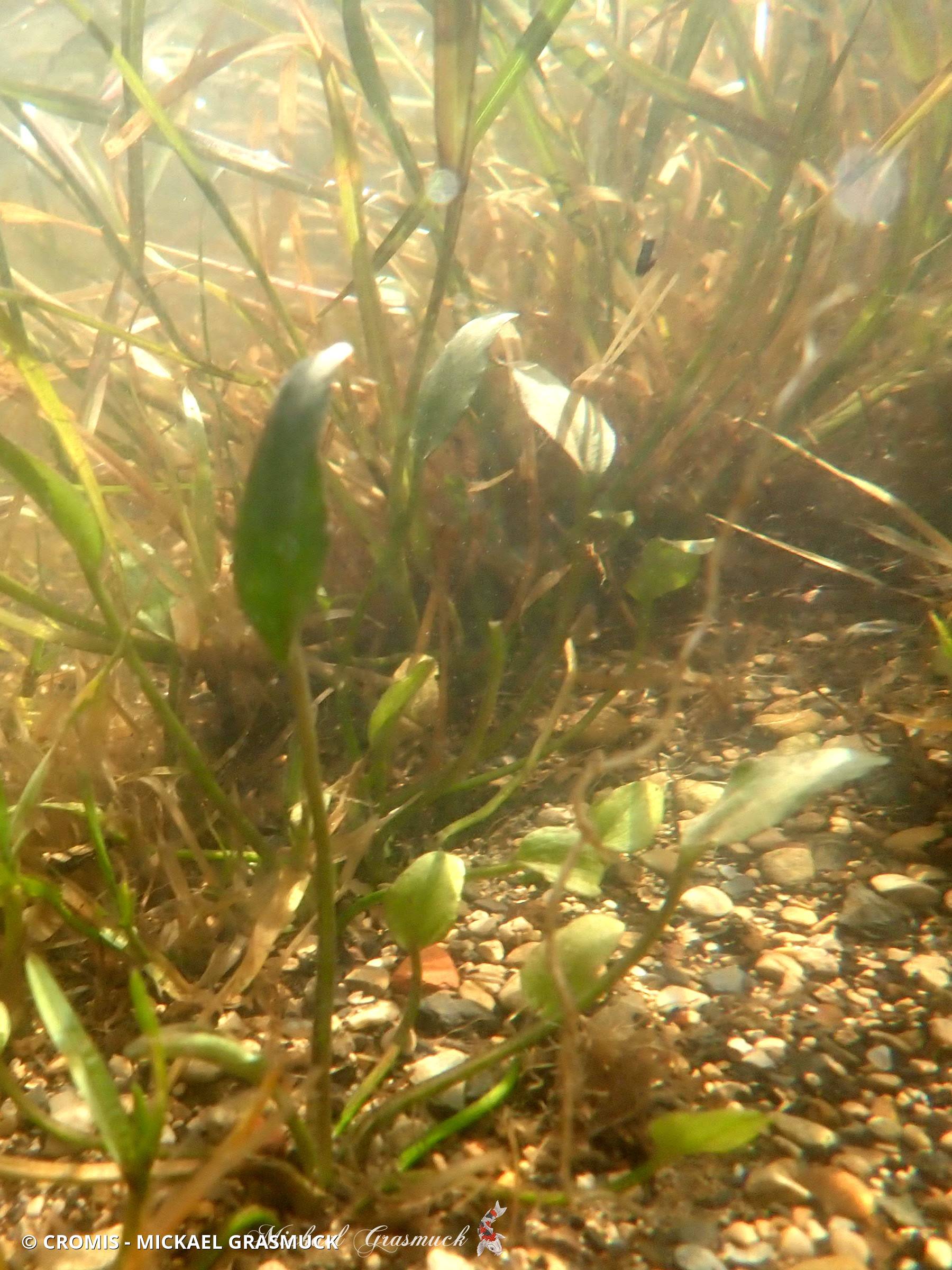 Grand plantain d'eau