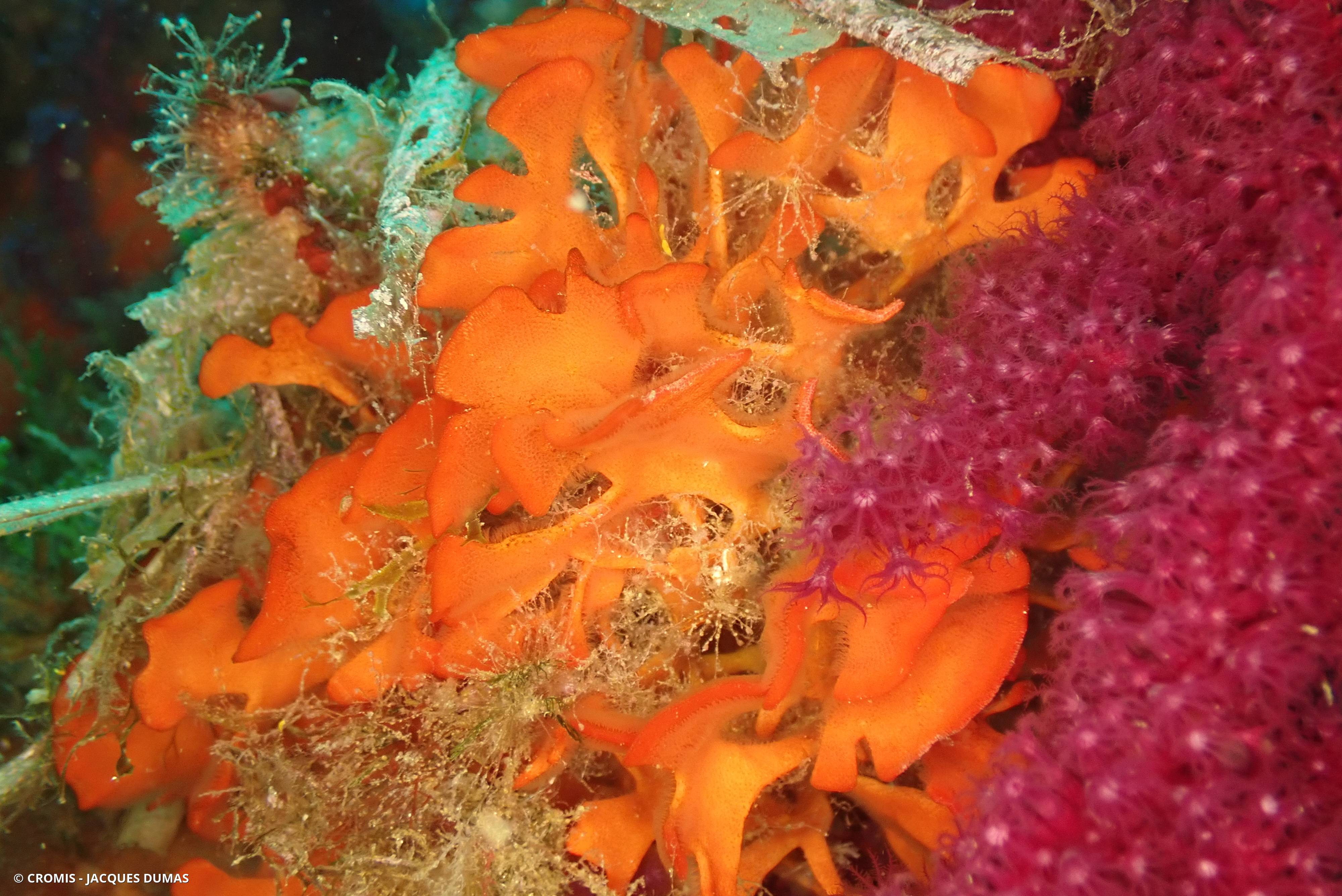 Rose de mer méditerranéenne