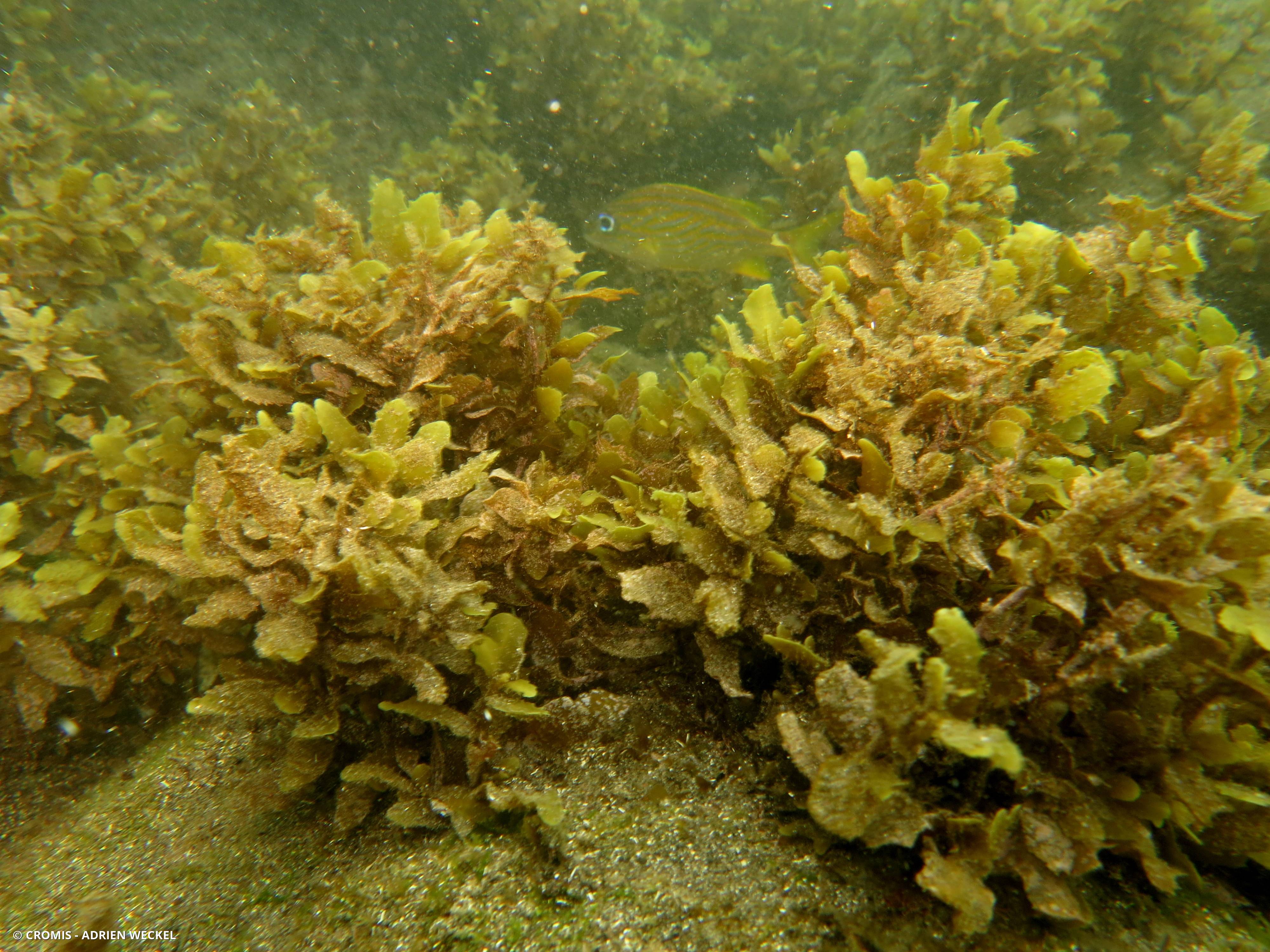 Sargasse polyceratium