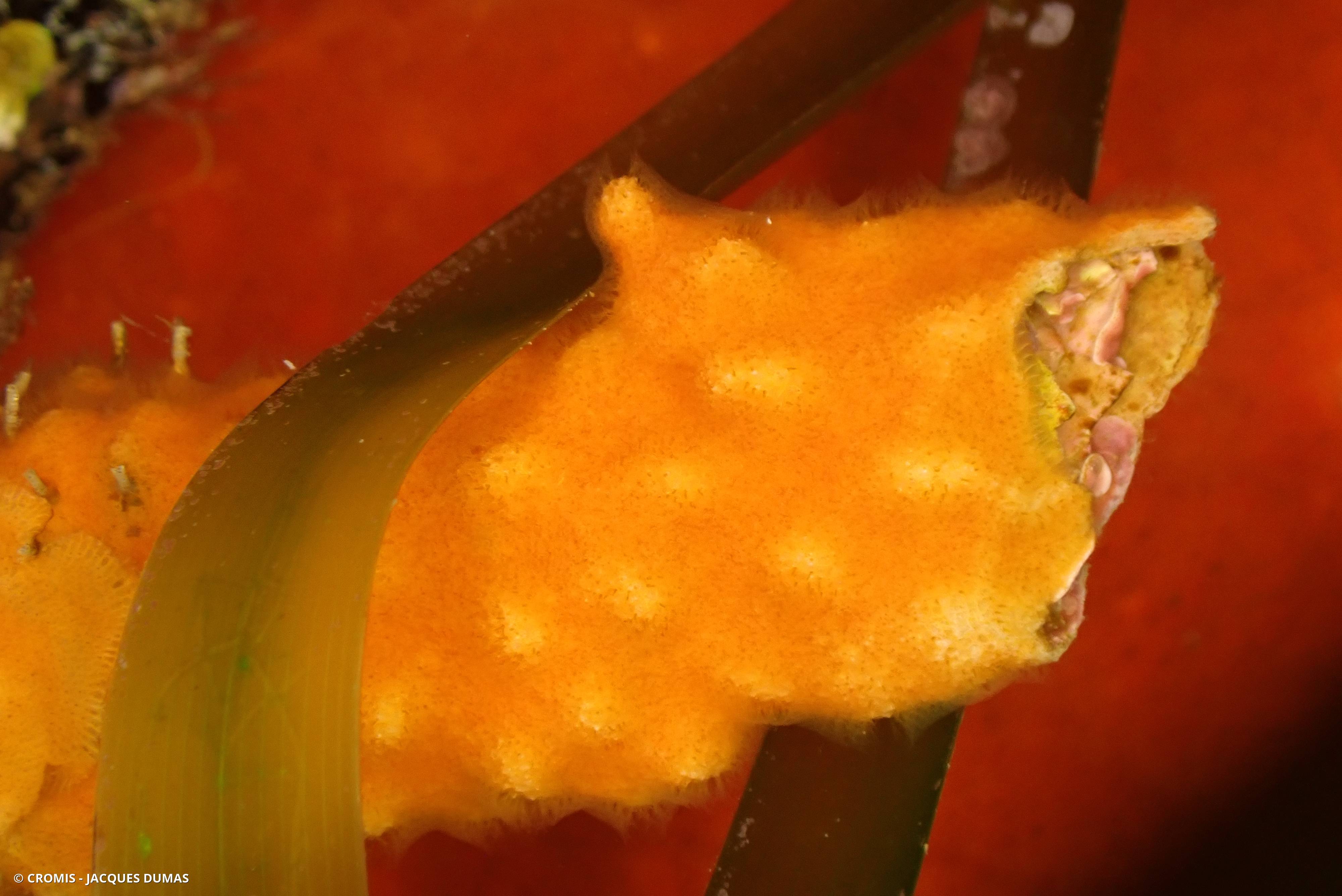 Schizomavelle mamelonné