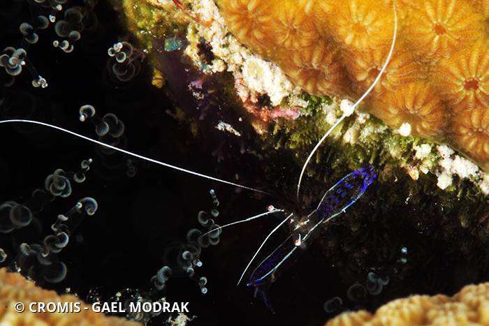 Crevette nettoyeuse de Pederson