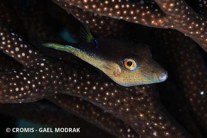 Canthigaster des Caraïbes