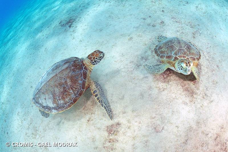 Tortue verte