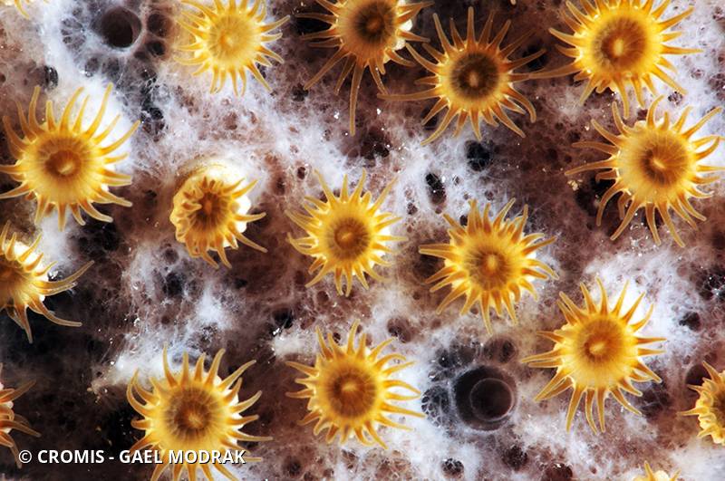 Zoanthaire éponge grisâtre