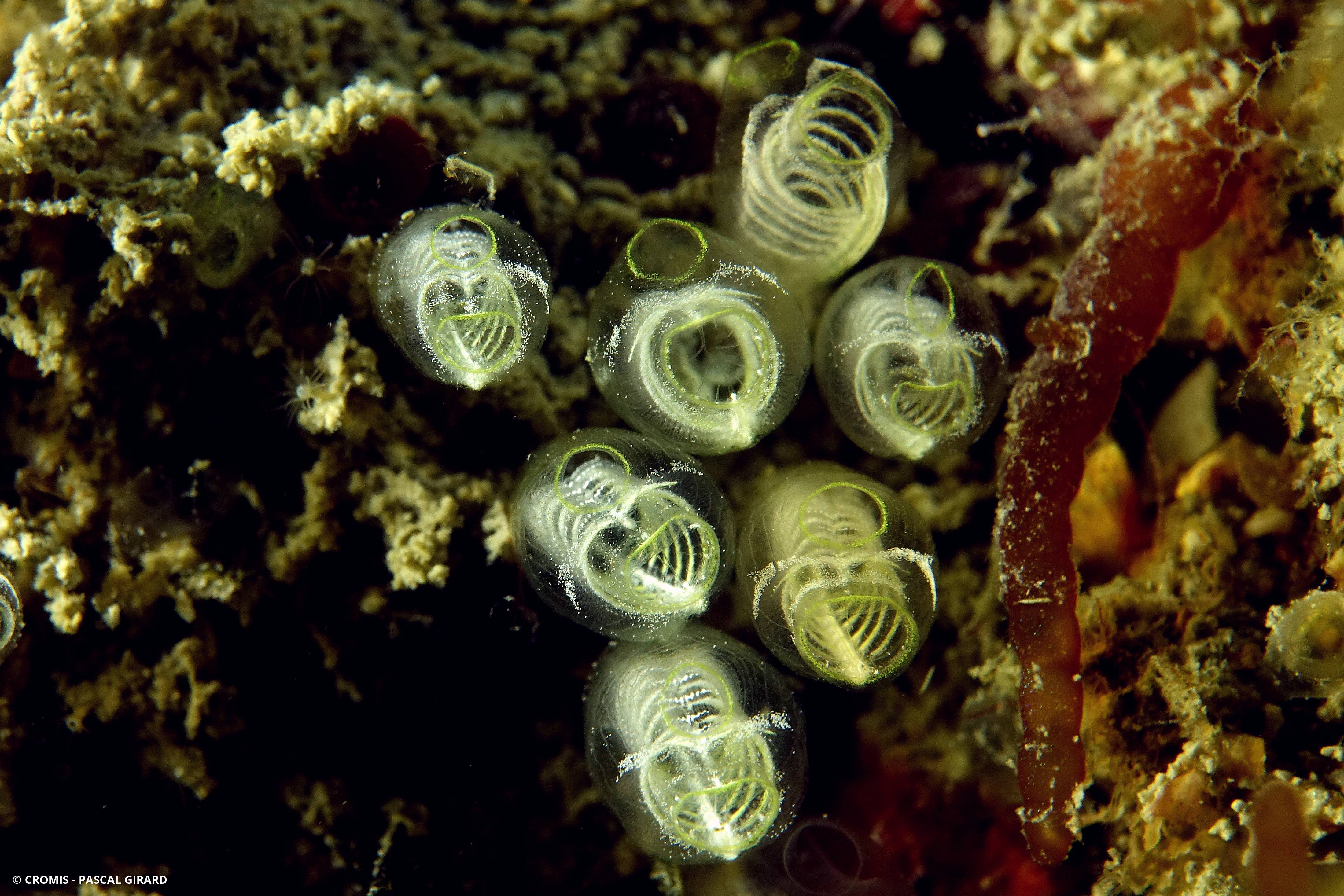 Claveline naine aux siphons jaunes