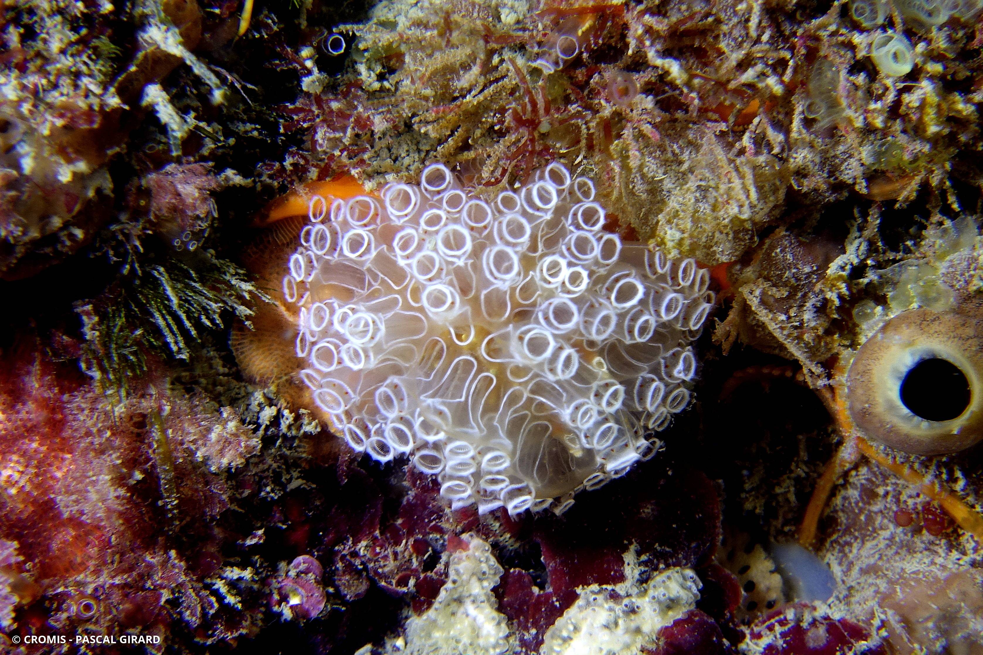 Aplidium à double cercles blancs