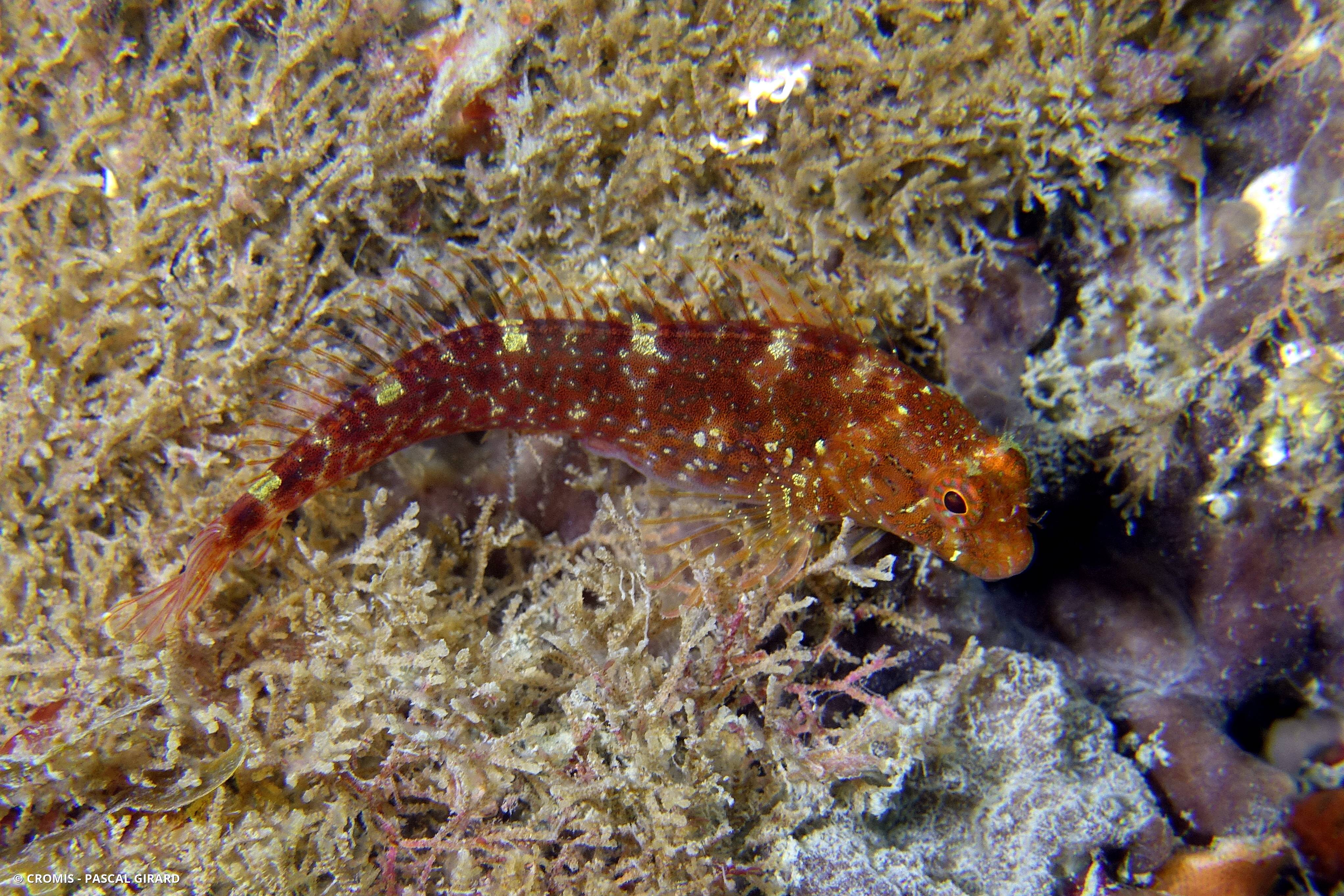 Blennie de Zvonimir