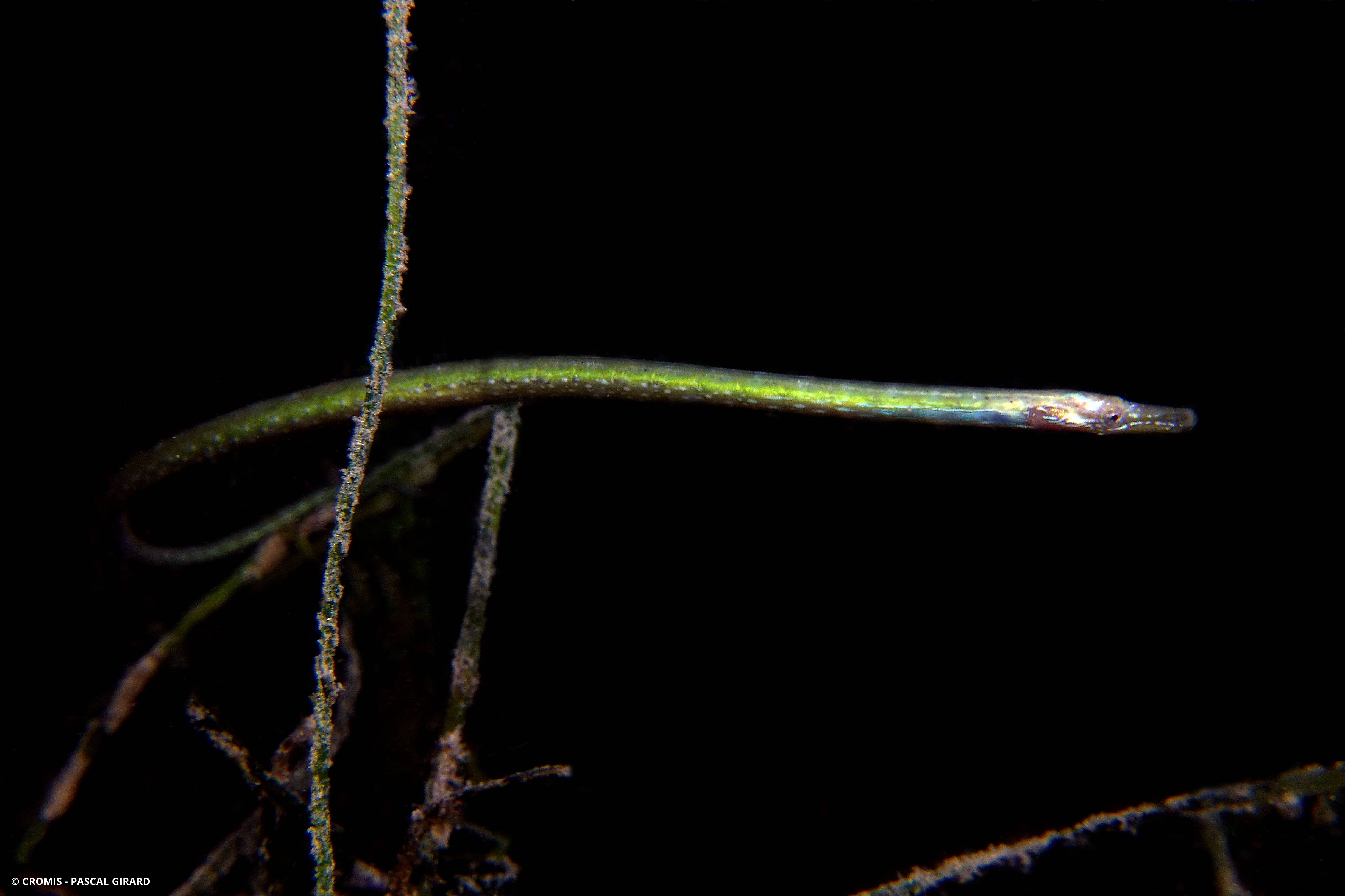 Nérophis ophidion
