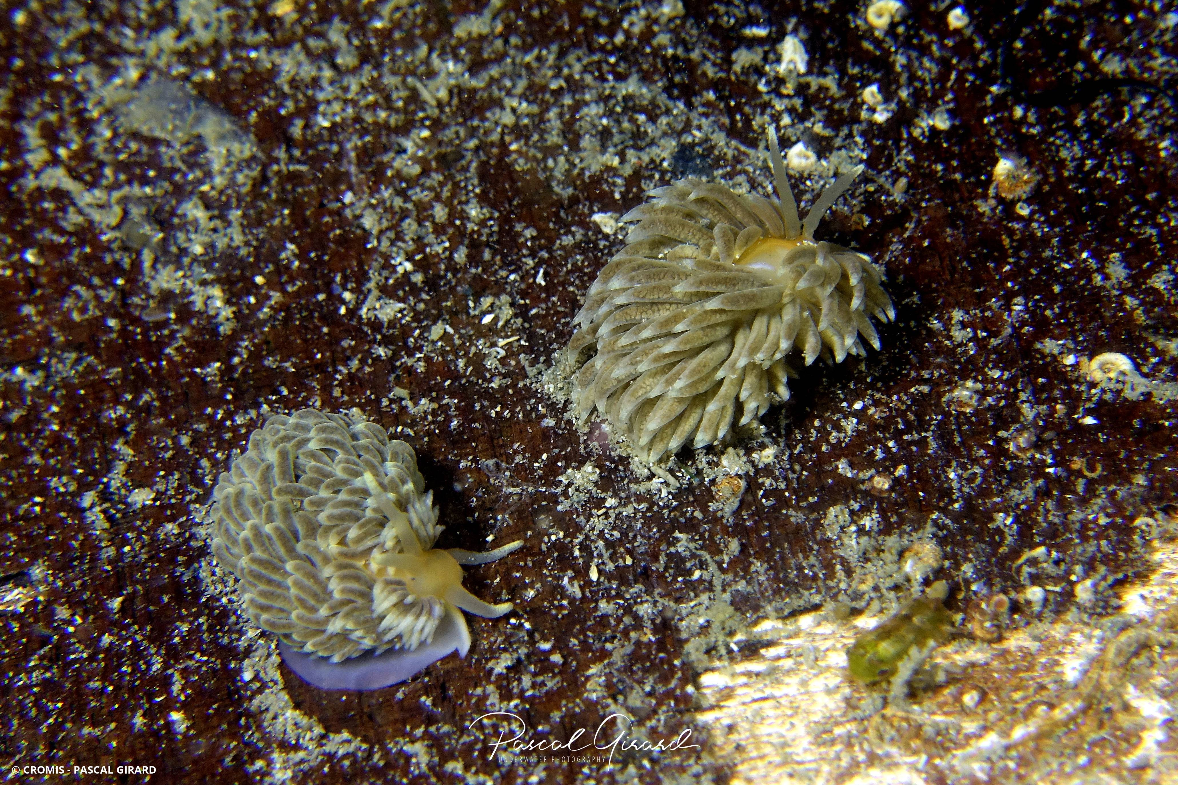 Eolis d'Alder