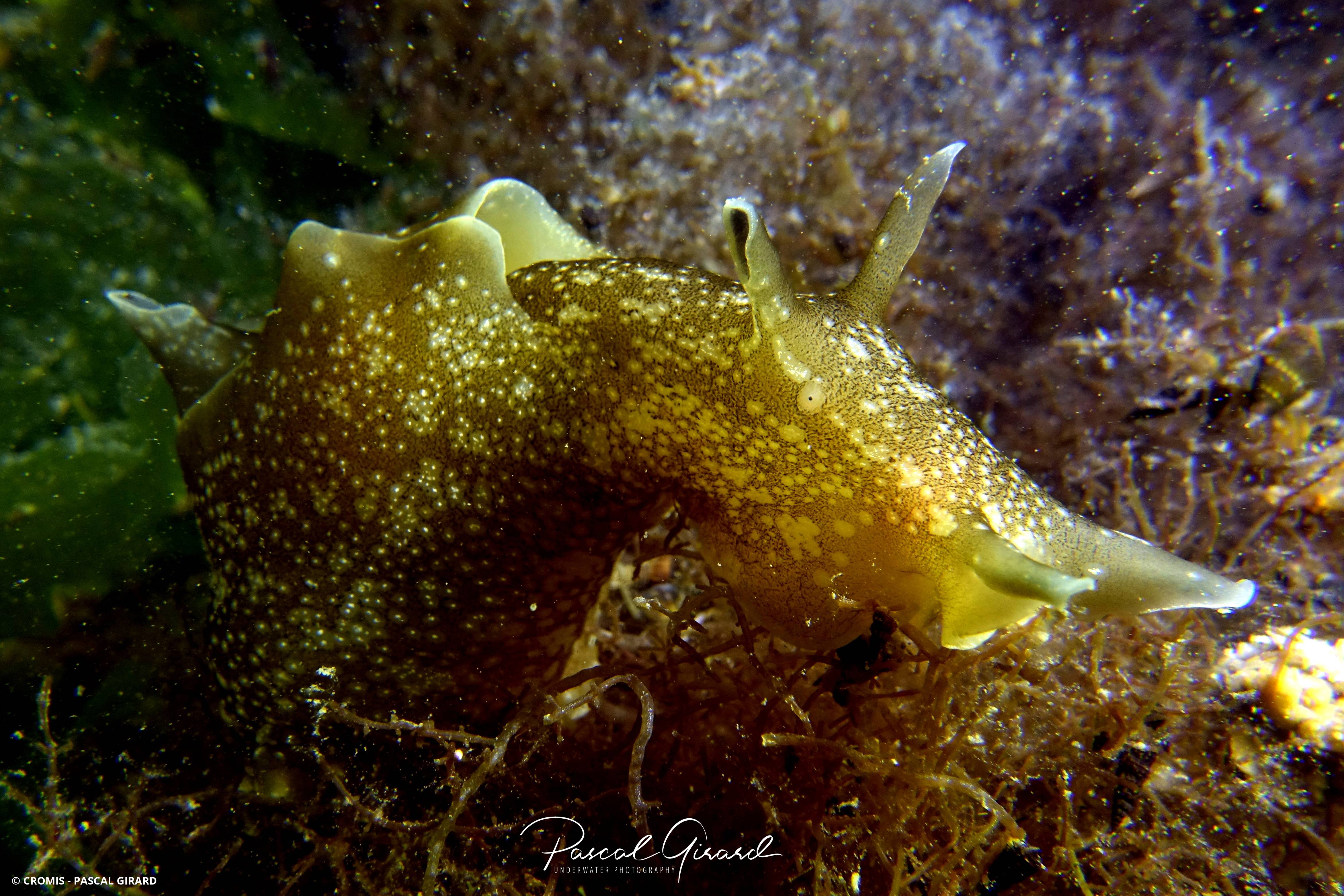Lièvre de mer moucheté