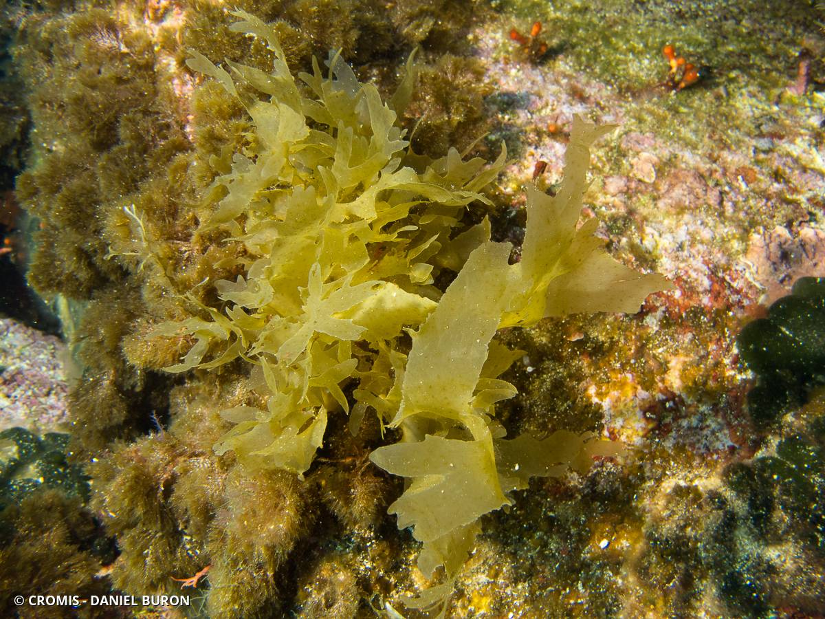 Feuille de Solier