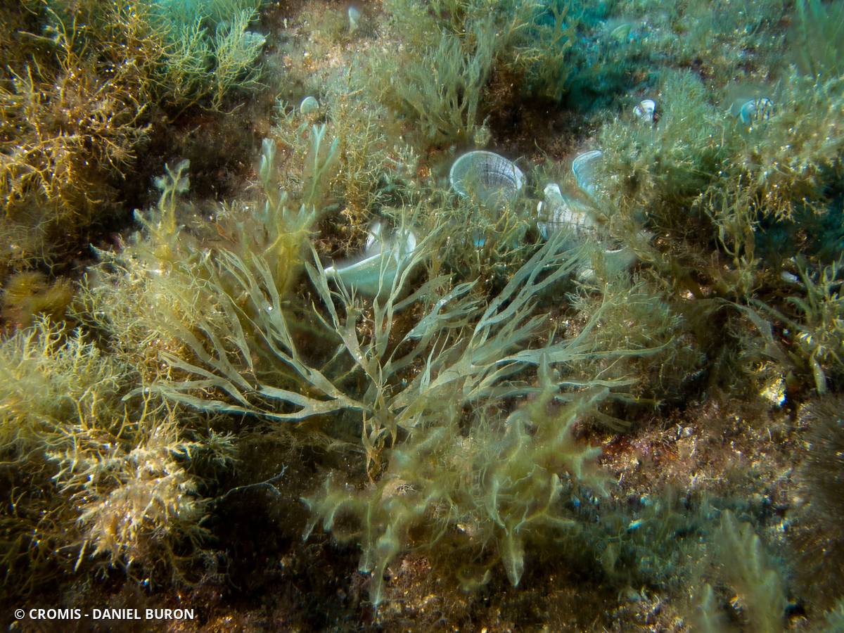 Dictyote rubanée