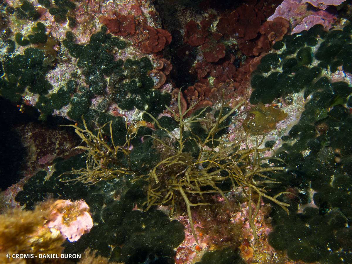 Codium mamelonné