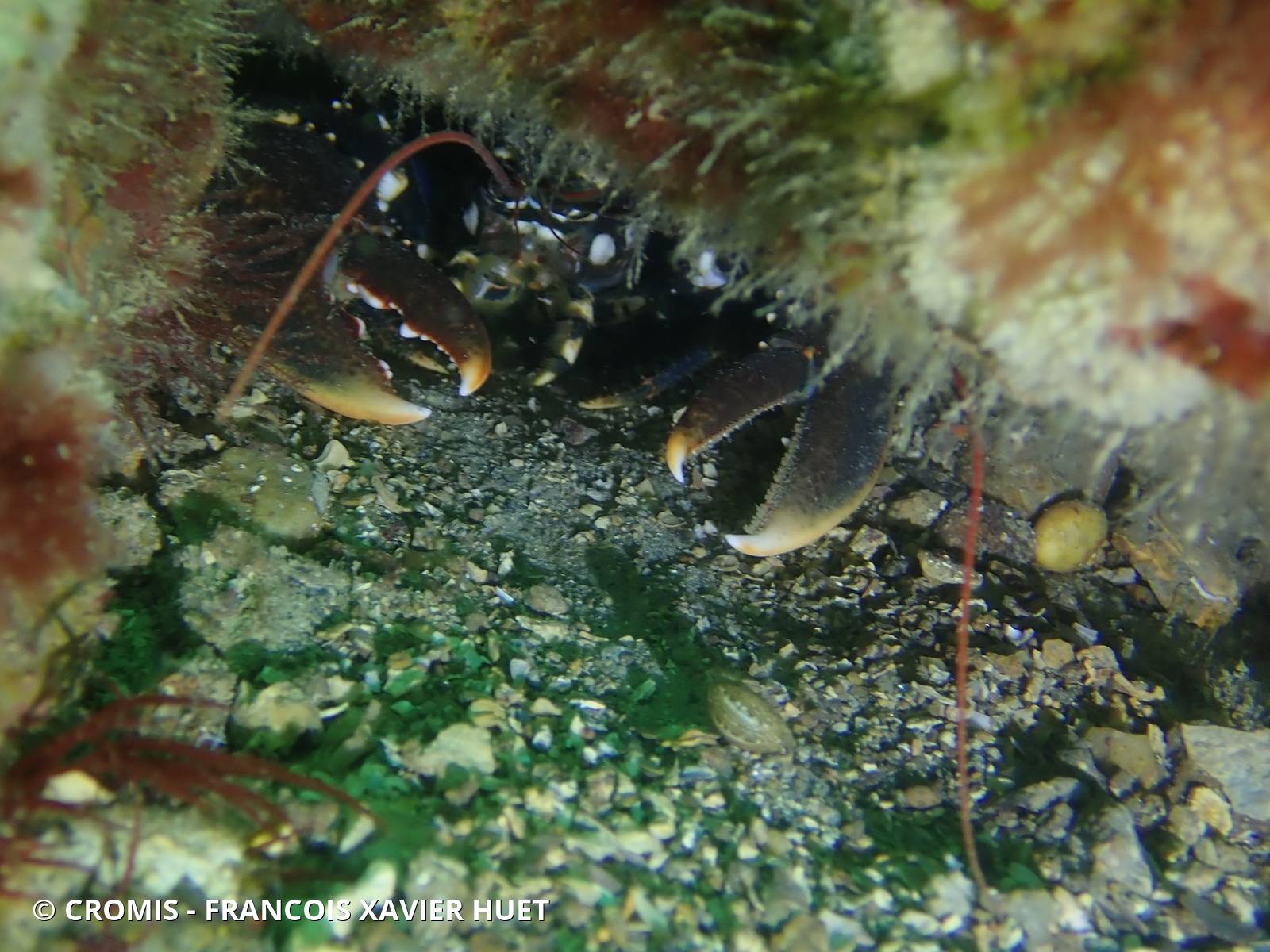 Homard européen