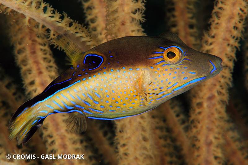 Canthigaster des Caraïbes