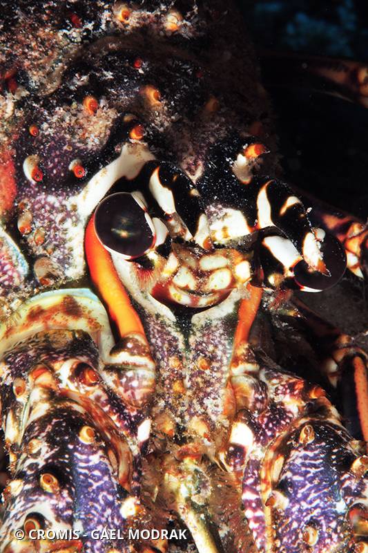 Langouste des Caraïbes