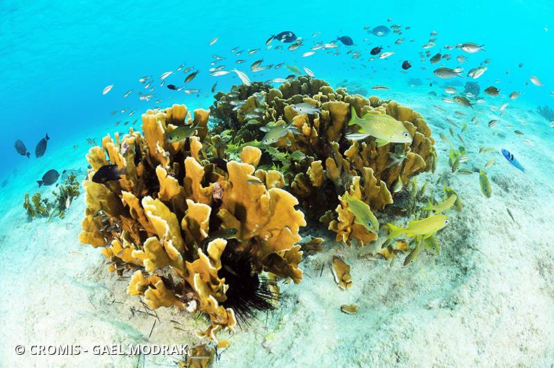 Corail de feu en plaques des Caraïbes