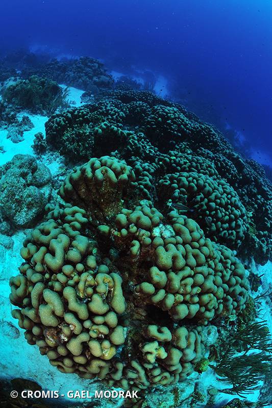 Corail étoilé lobé