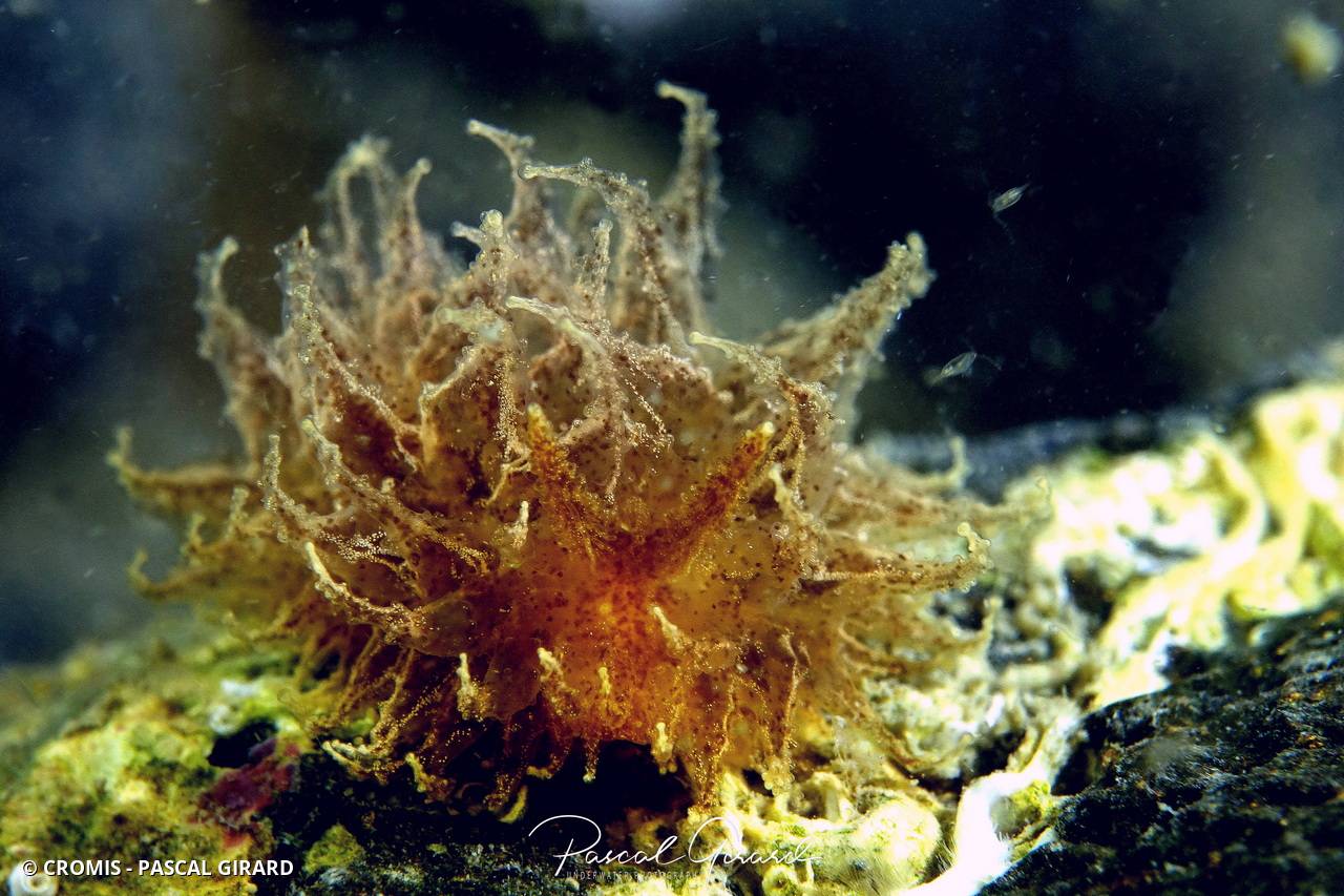 Janolus transparente