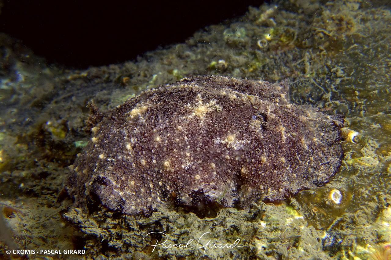 Discodoris étoilé