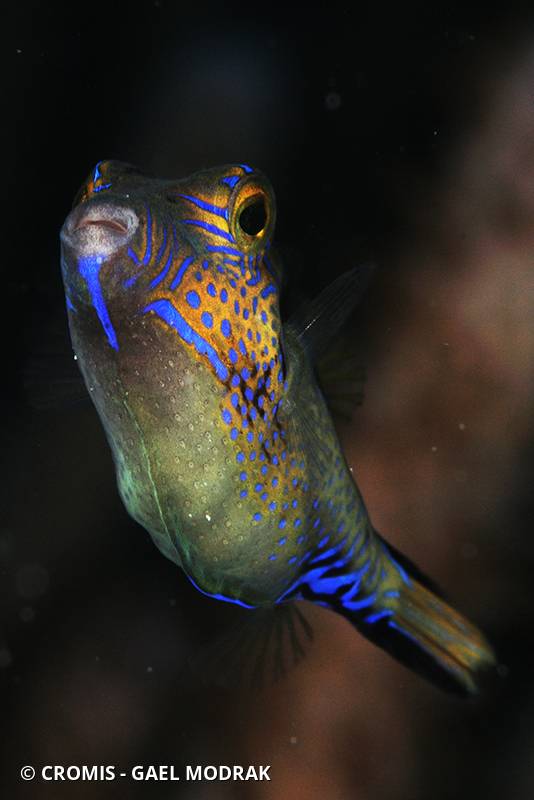 Canthigaster des Caraïbes