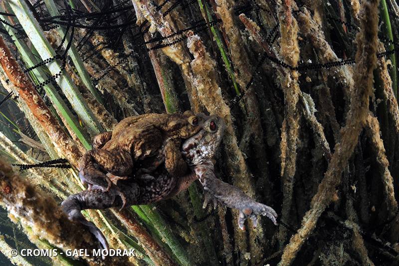 Crapaud commun