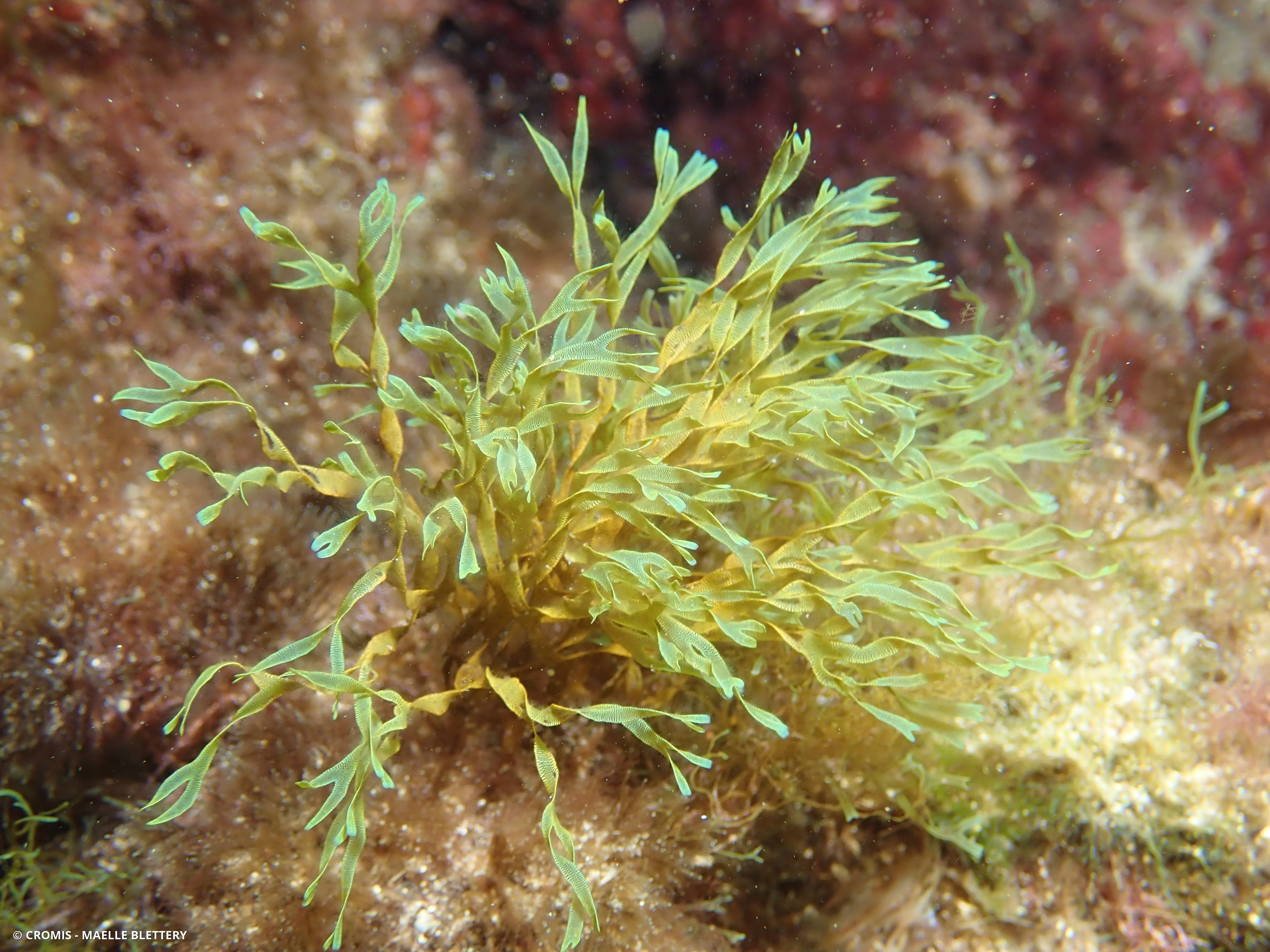 Dictyote rubanée