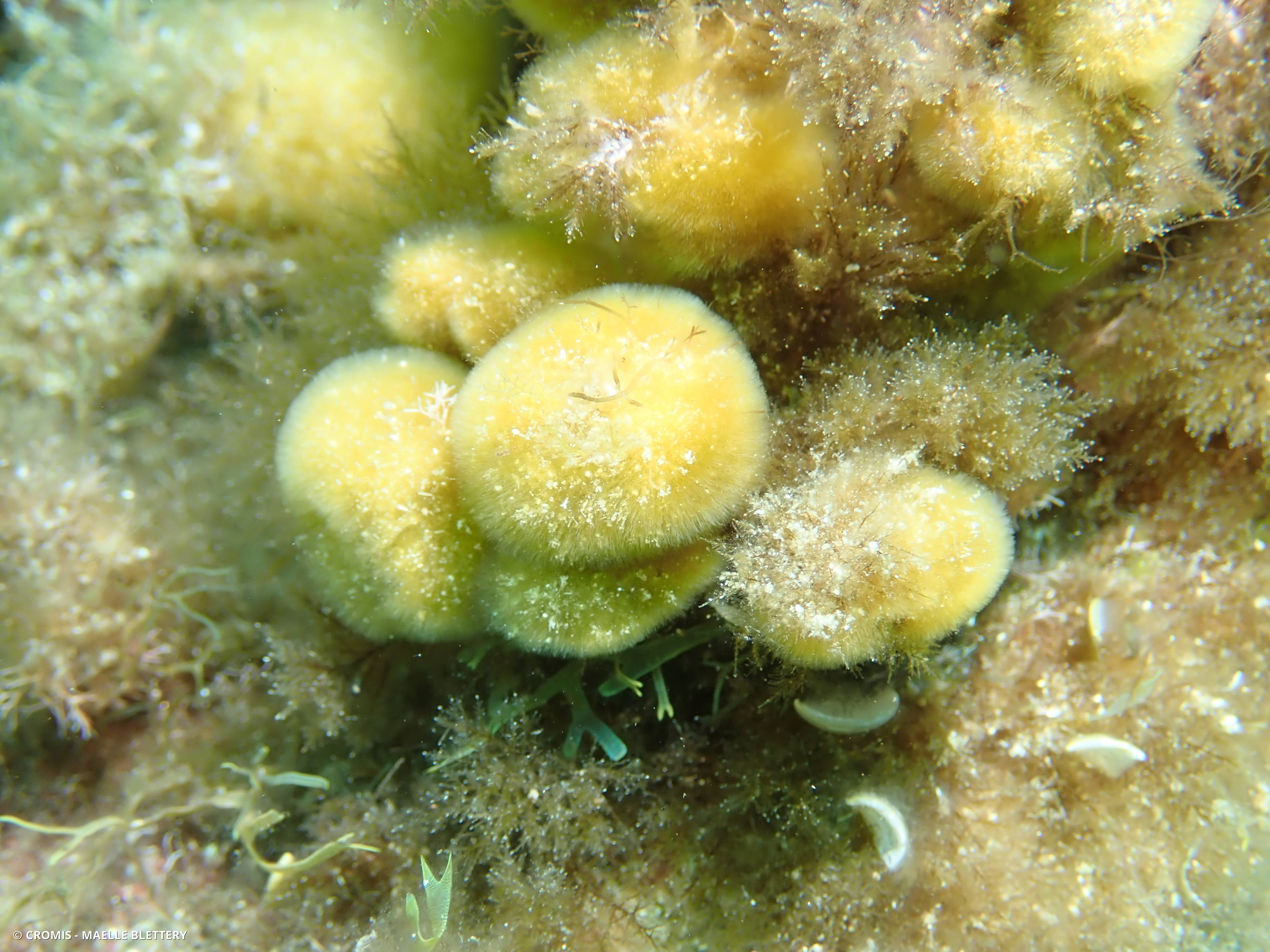 Discosporangium mesarthrocarpum