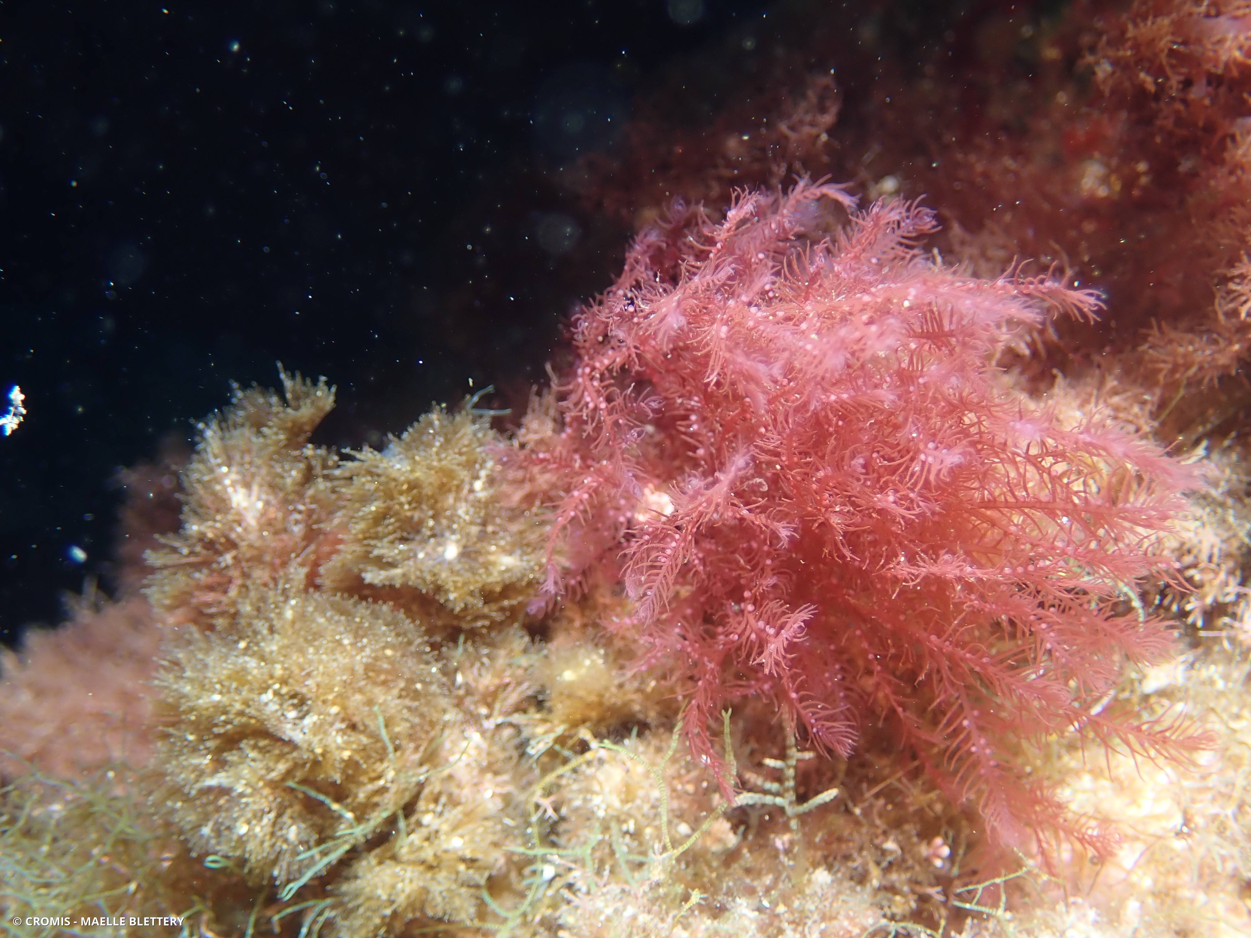 Plume épineuse rouge