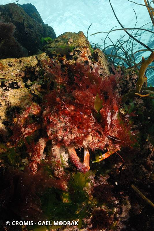 Araignée de mer Atlantique