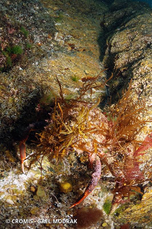 Araignée de mer Atlantique