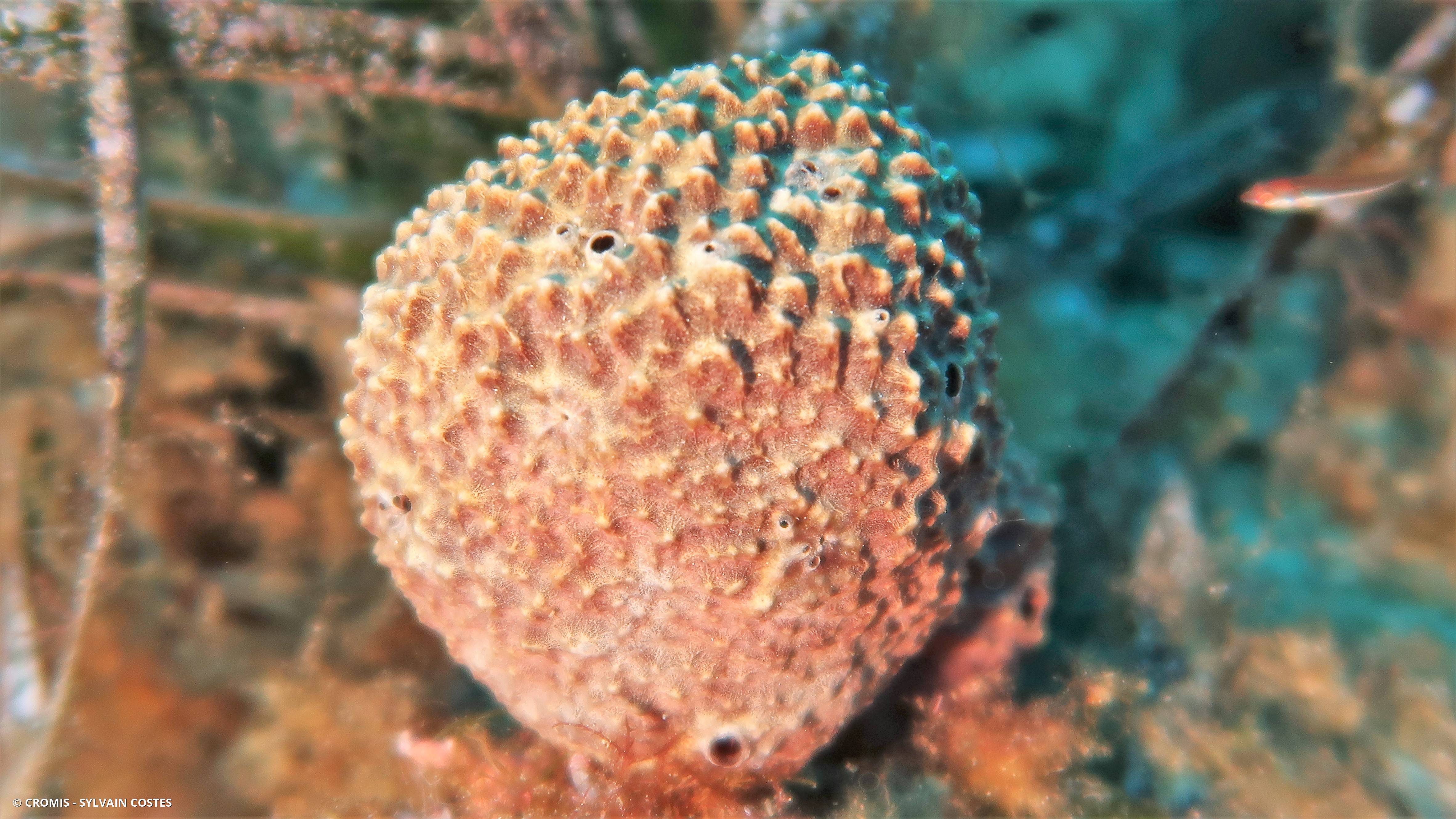 Ircinie variable
