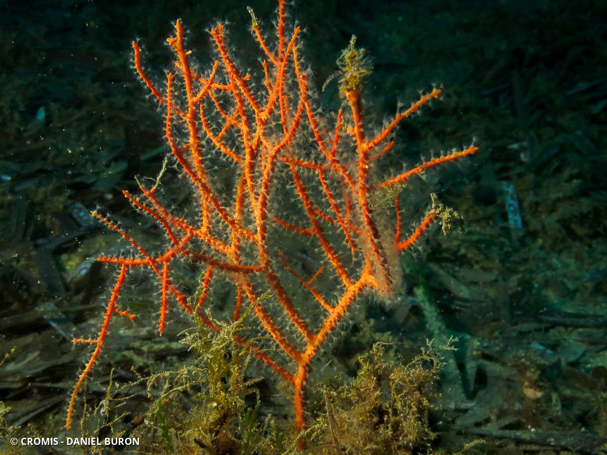 Gorgone orange