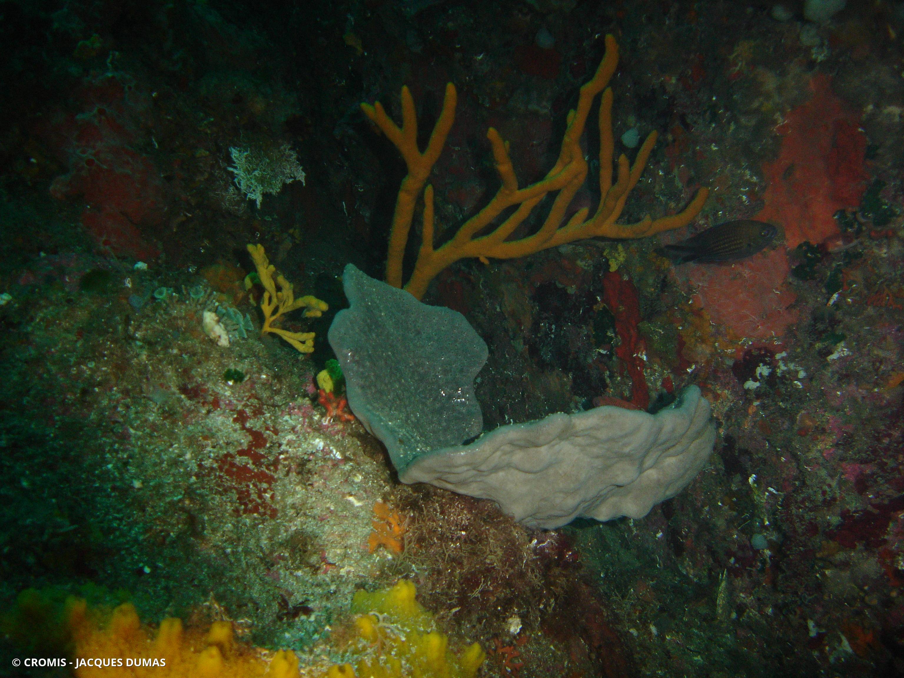 Eponge oreille d'éléphant de Méditerranée