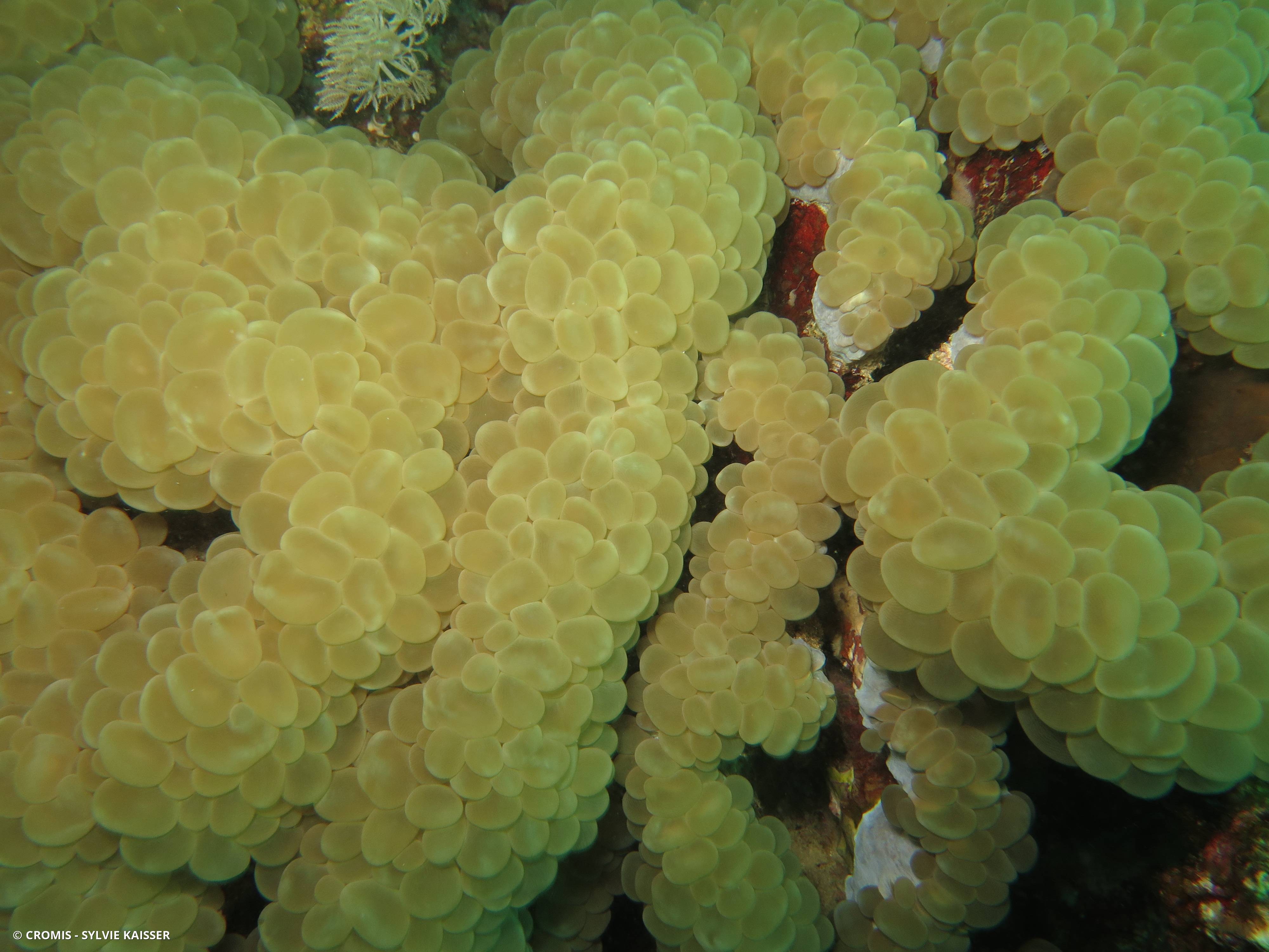 Corail à bulles sinueux