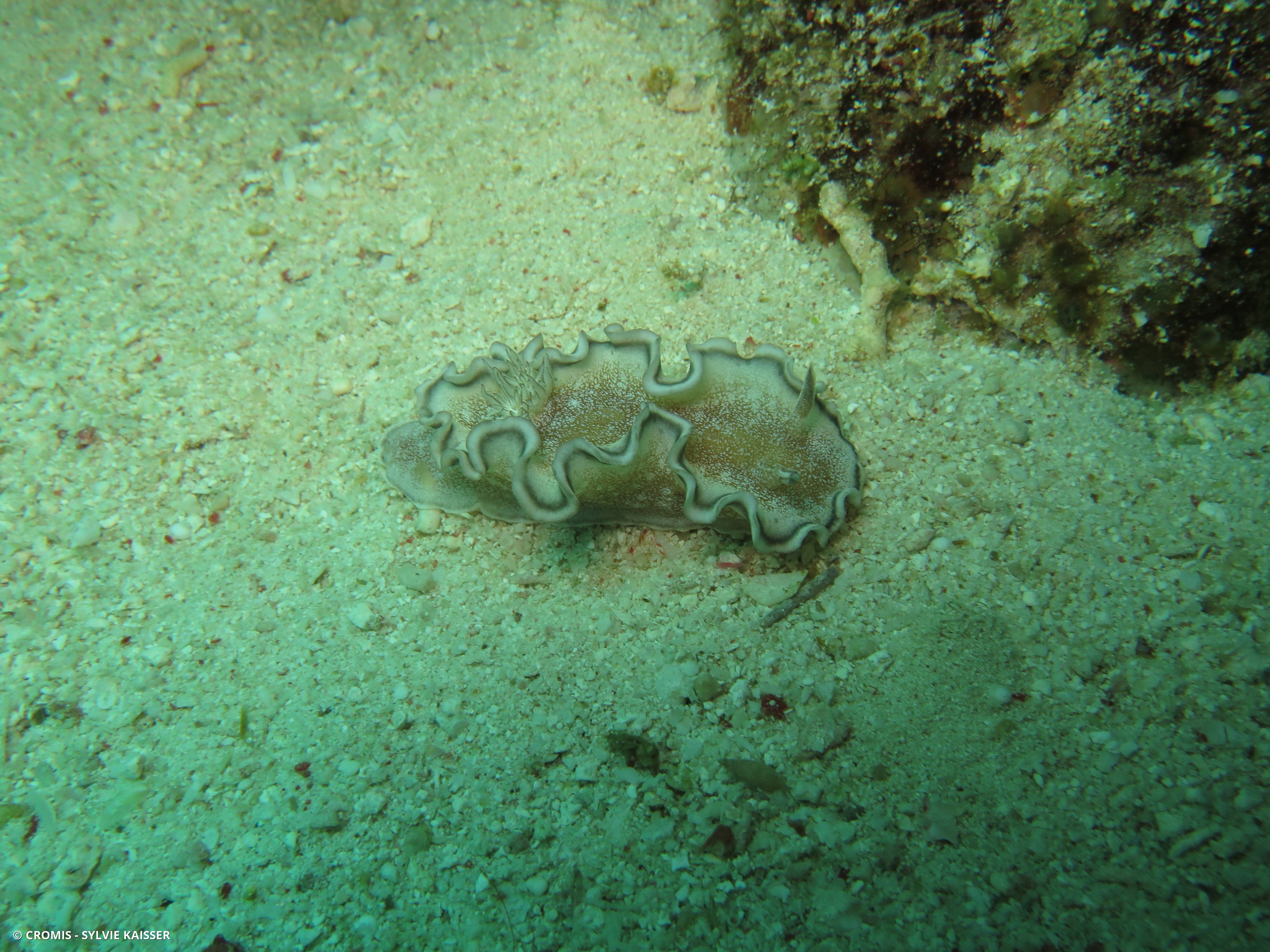 Glossodoris à liseré