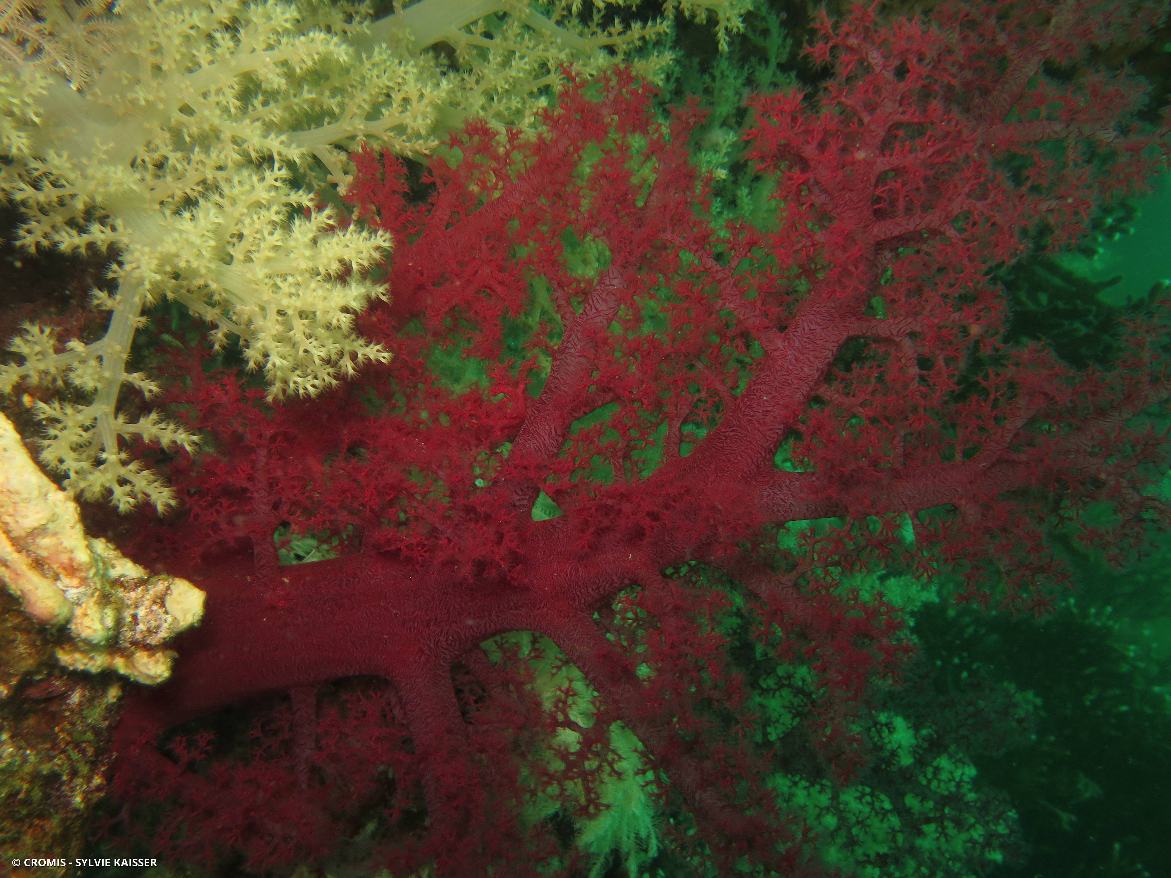 Alcyonaire arborescent