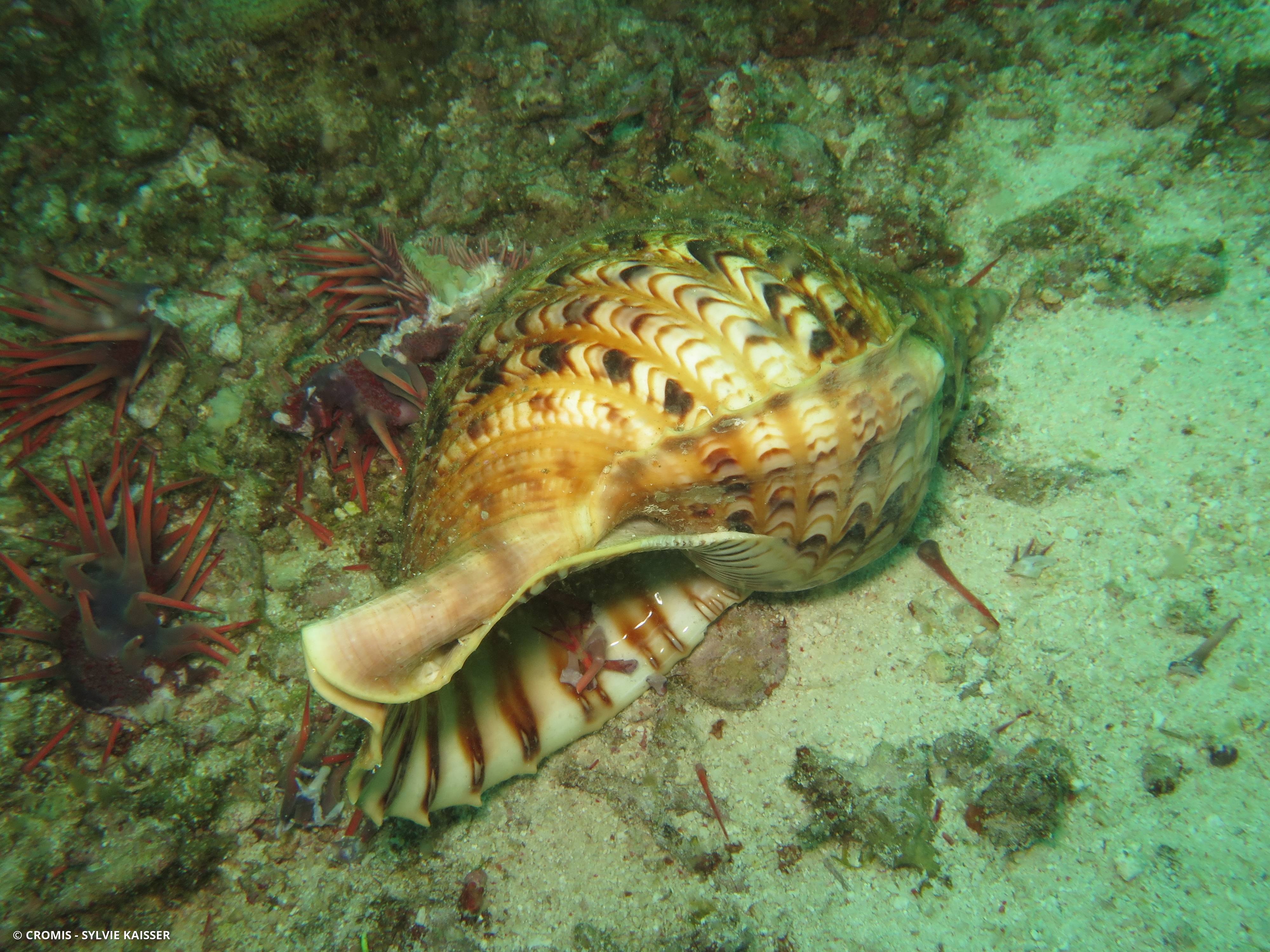 Triton géant