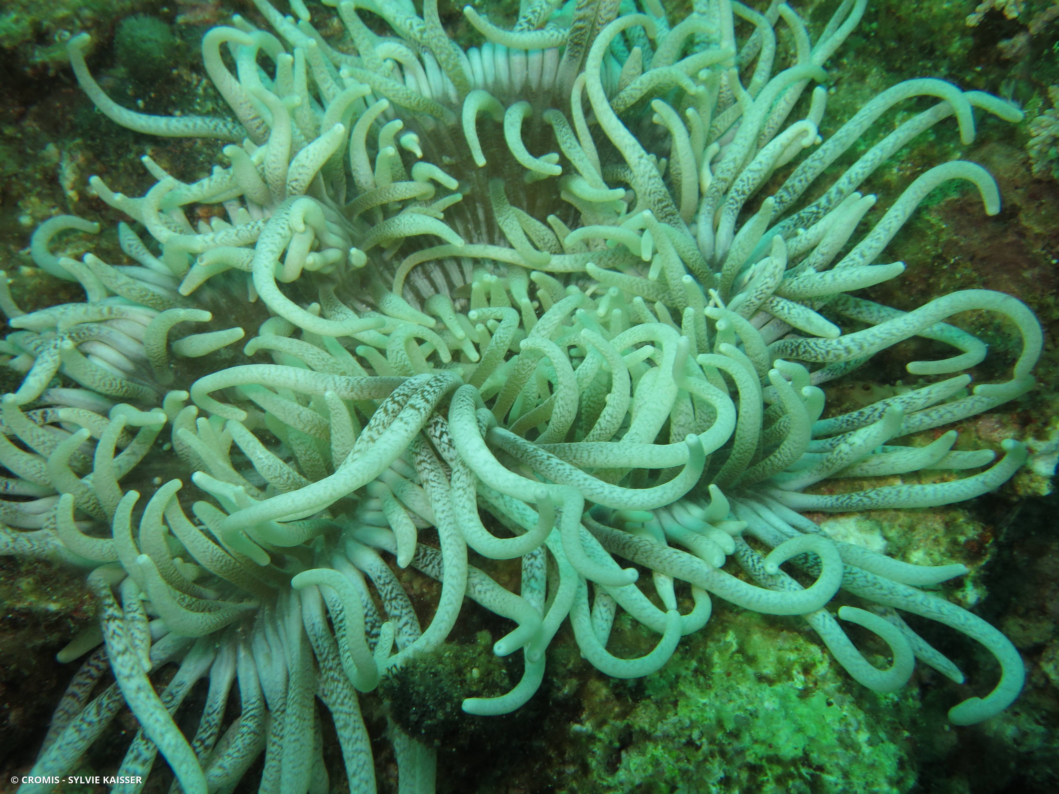 Anémone cuir