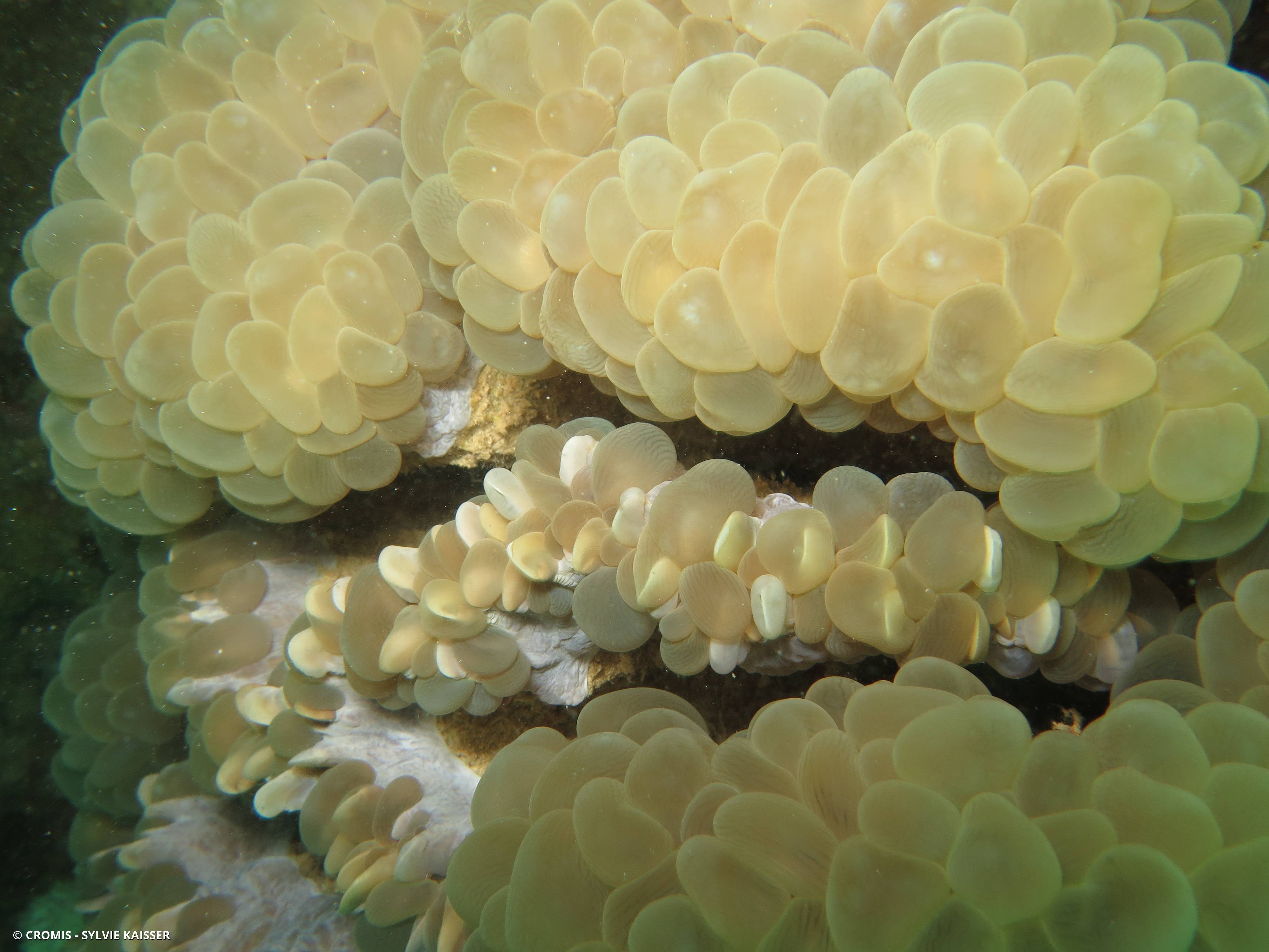 Corail à bulles sinueux